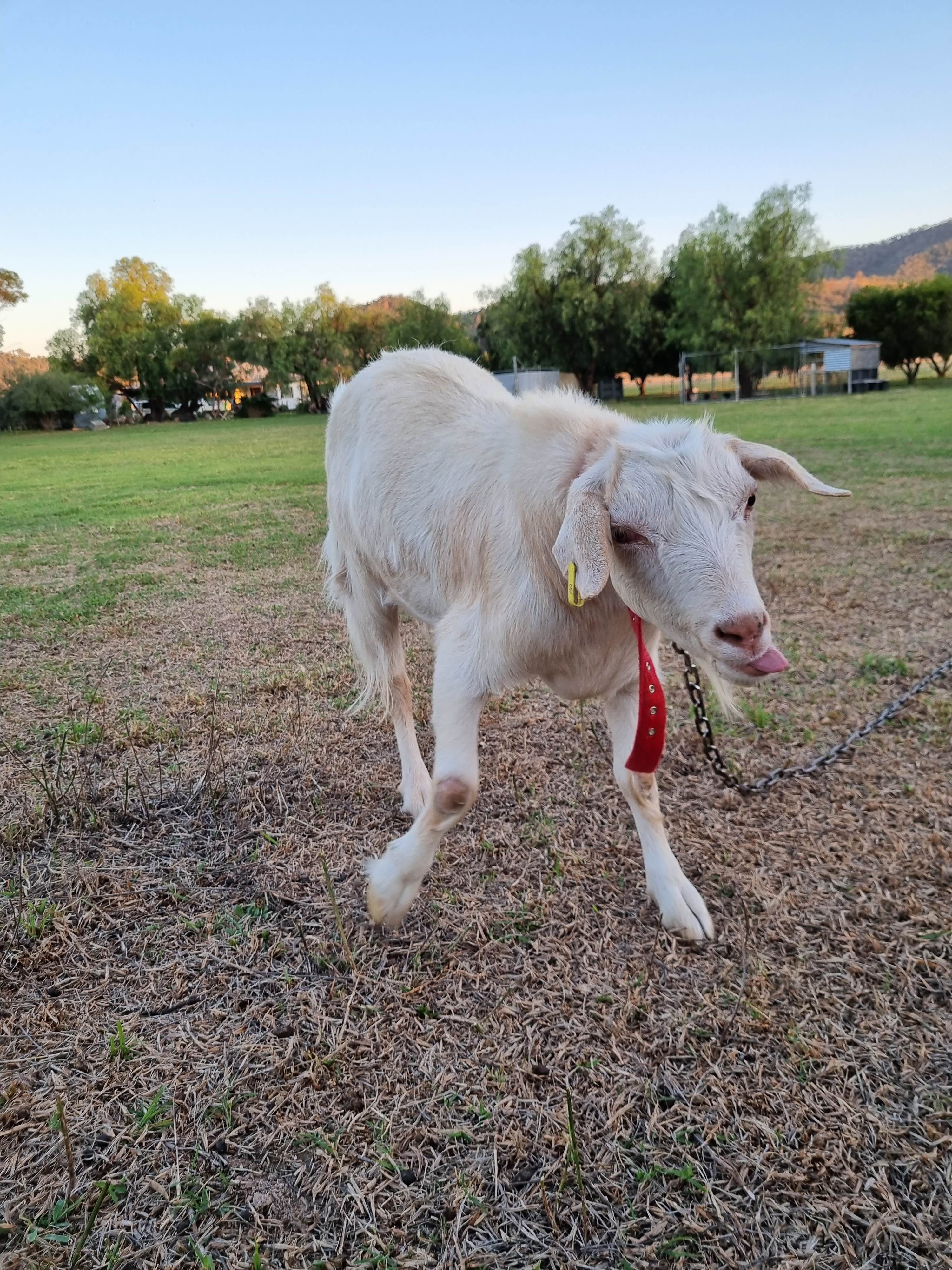 Balaka Farm