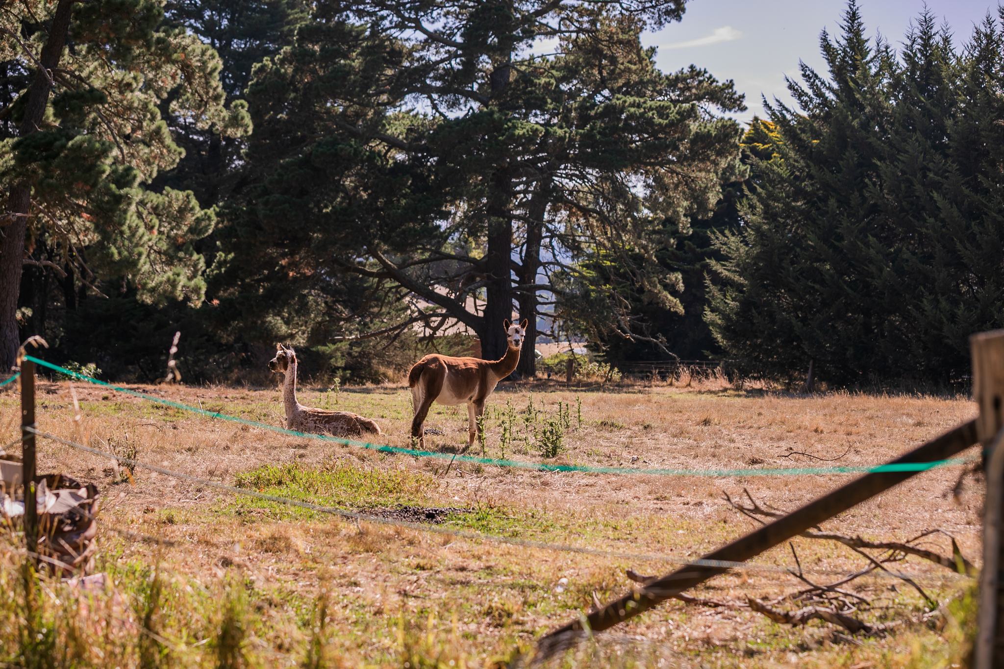 Meeting the local Alpacas