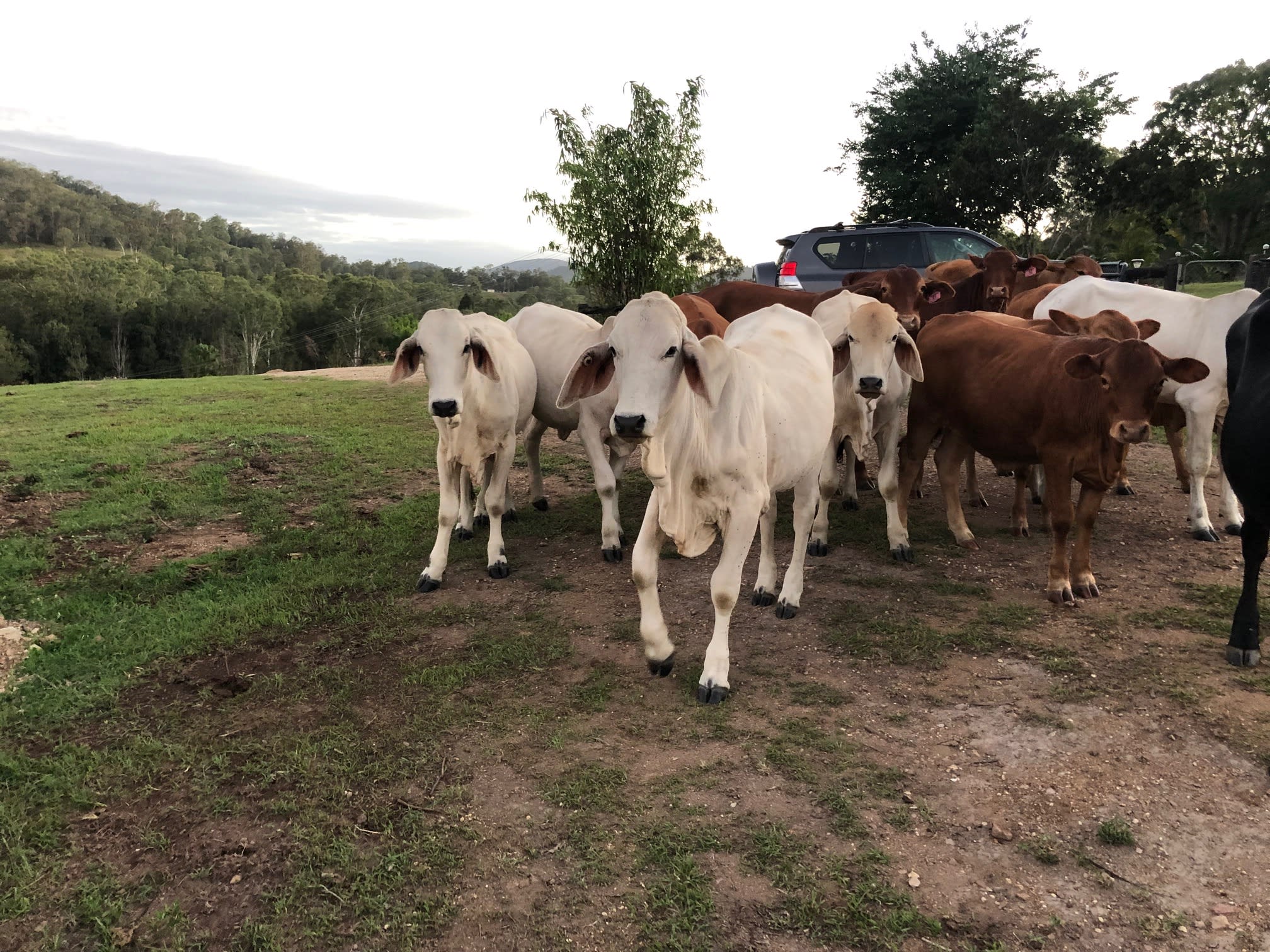 'The Three Mile Creek' Camping