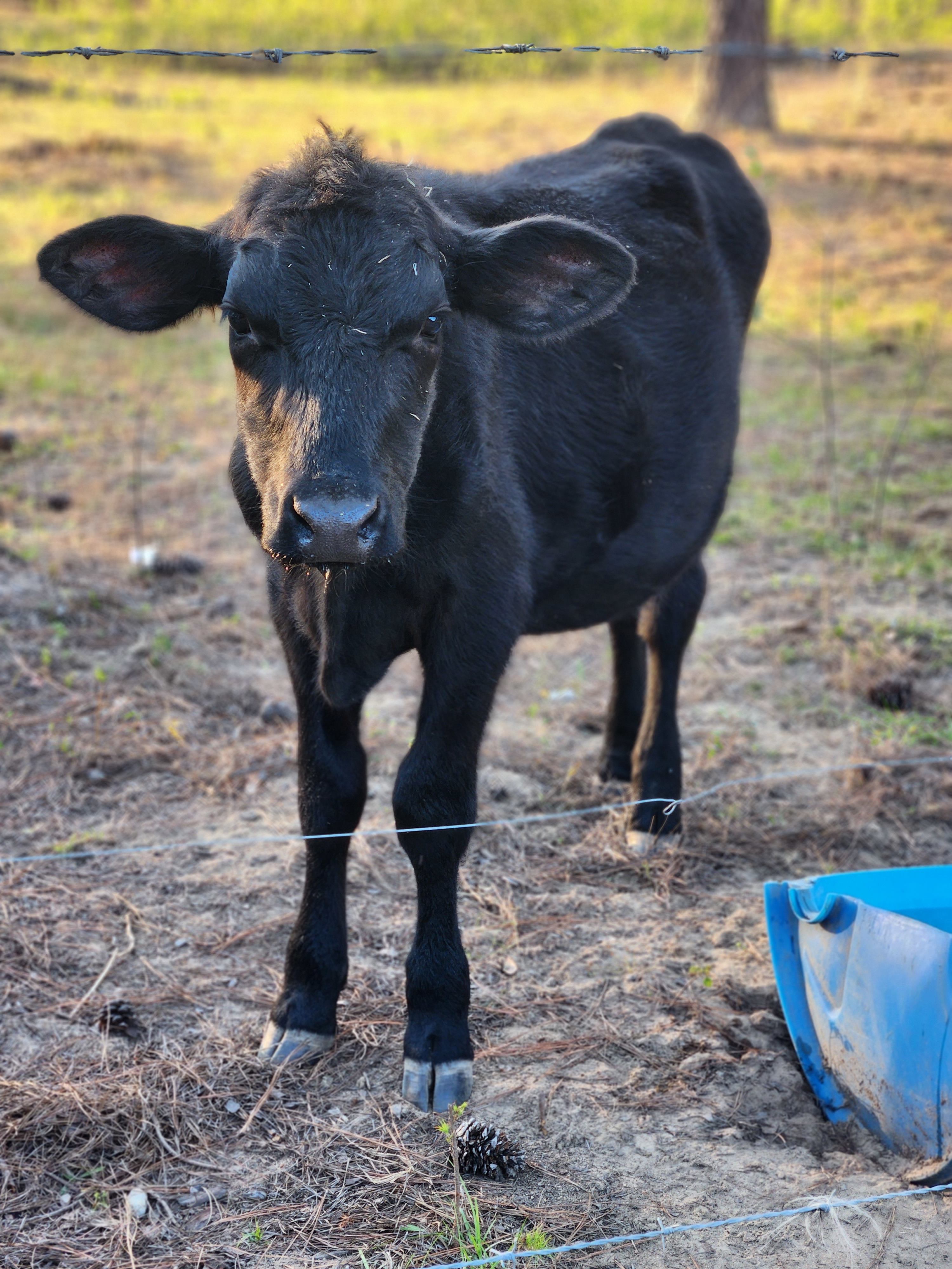 Southern Magnolia Grace Ranch