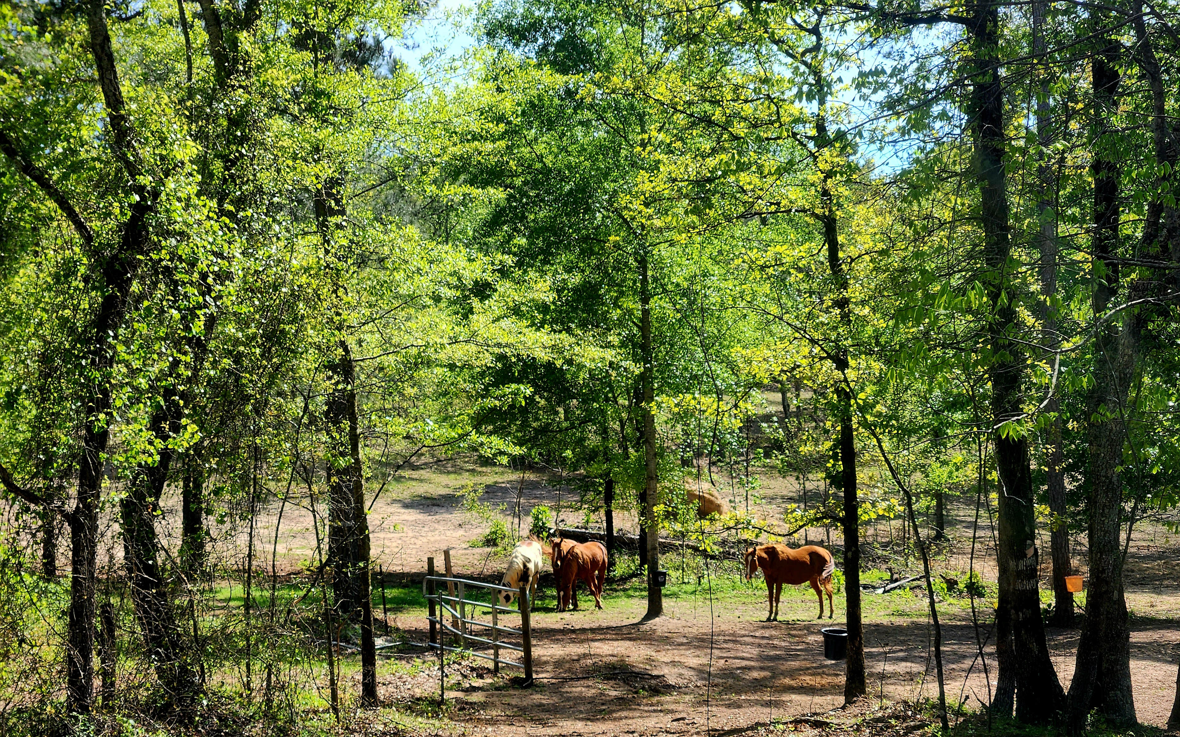 Southern Magnolia Grace Ranch