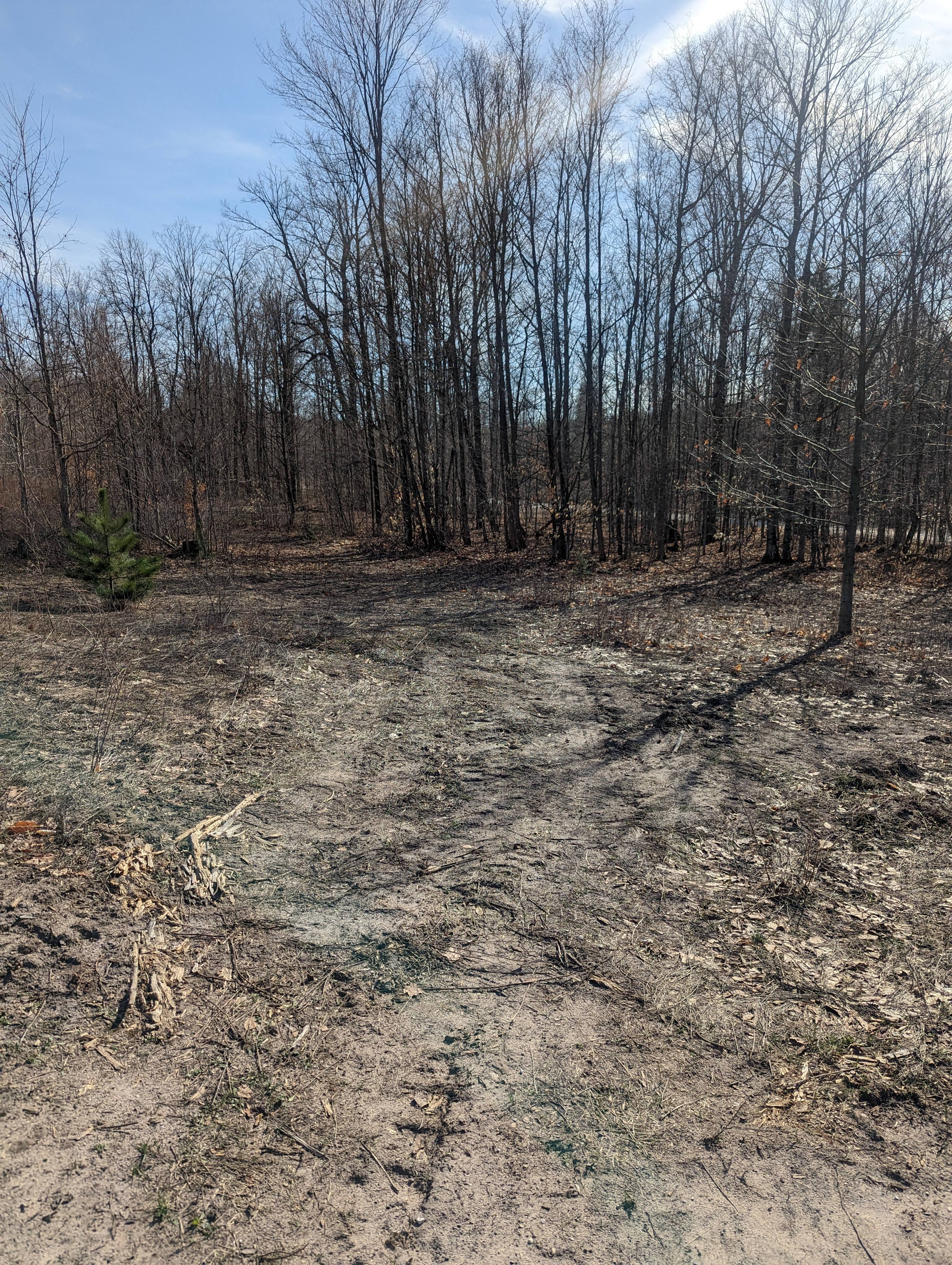 Wildwood Berry Patch