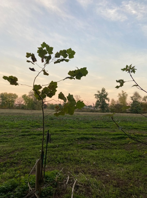 Riverside Farm by the Monocacy