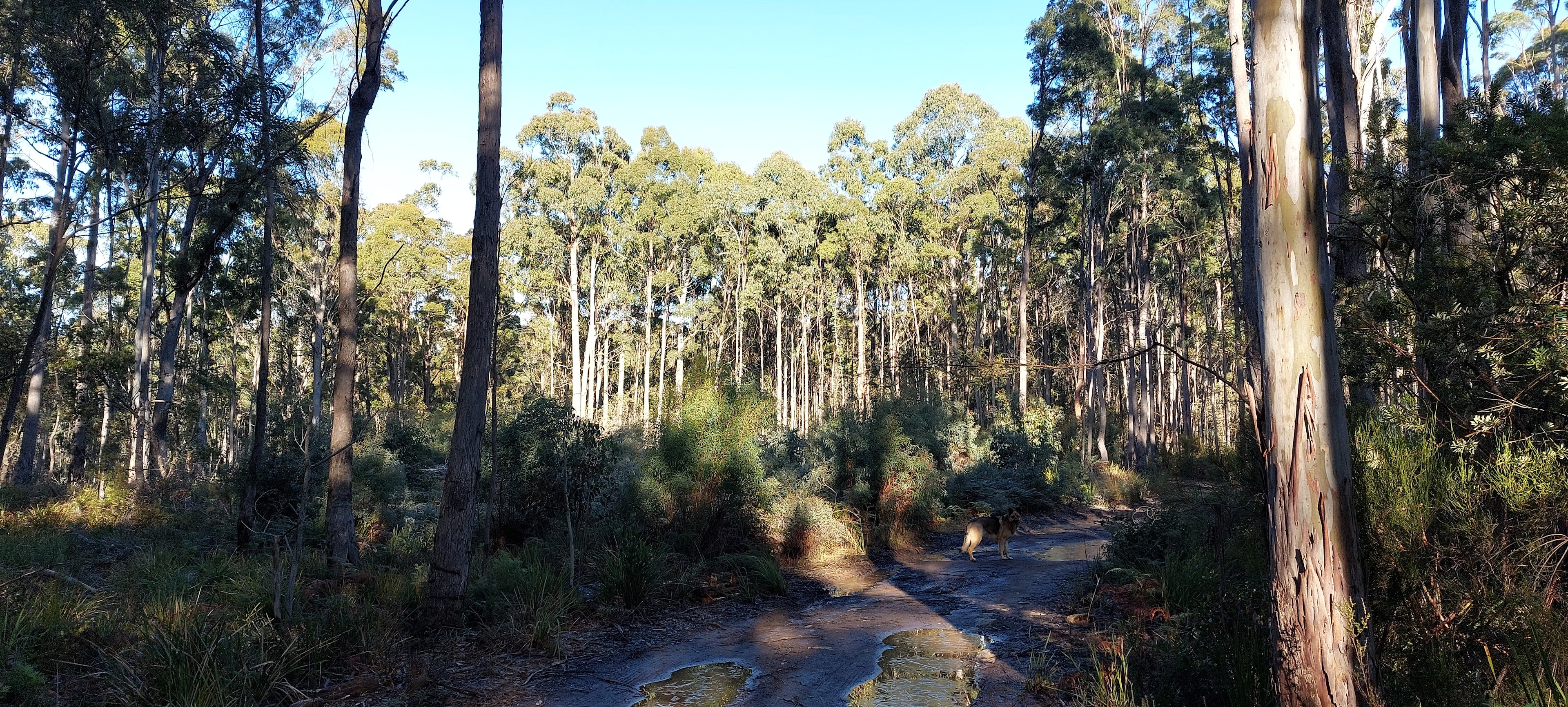 The Forest