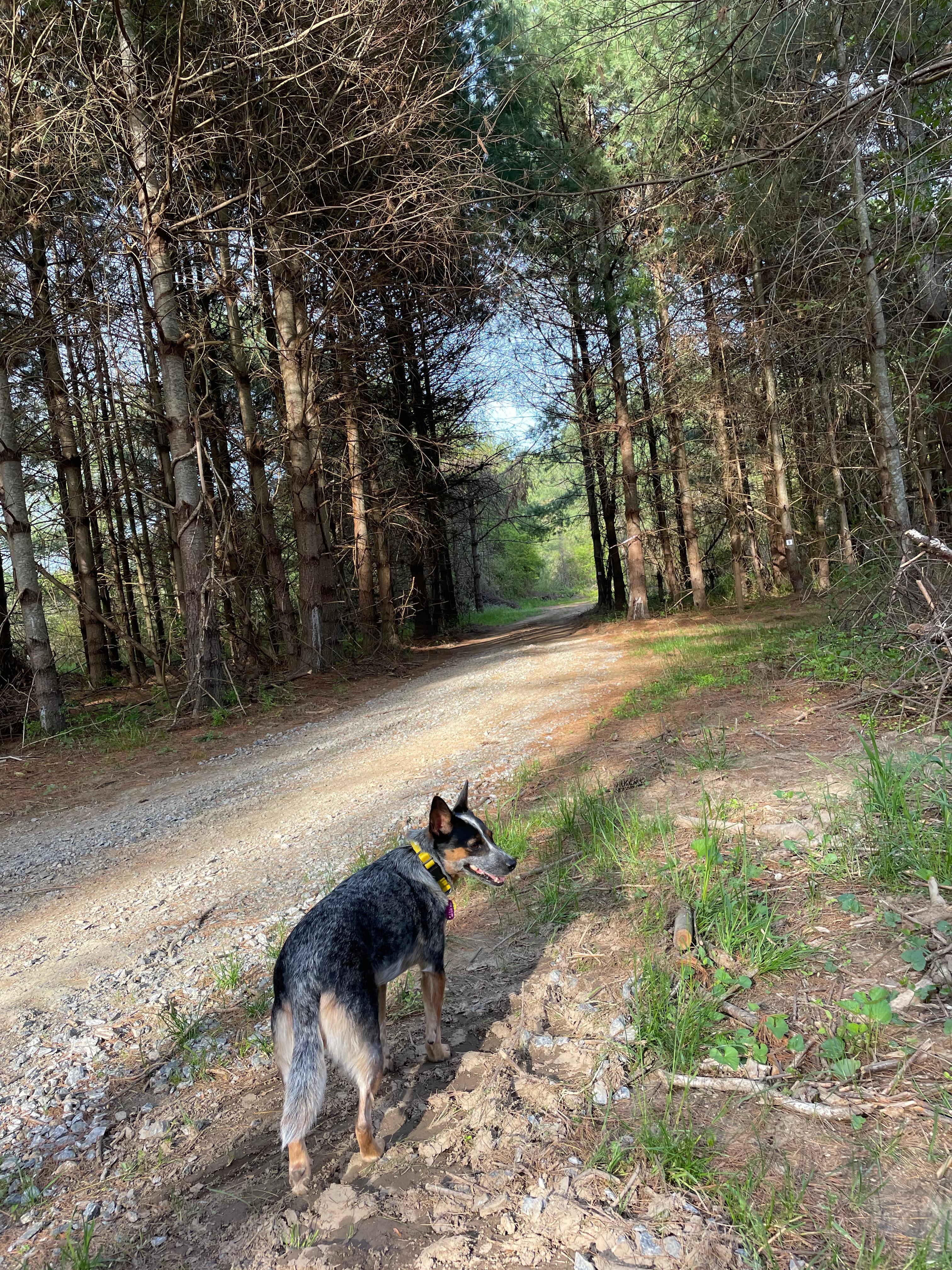 Pisgah Riverbend