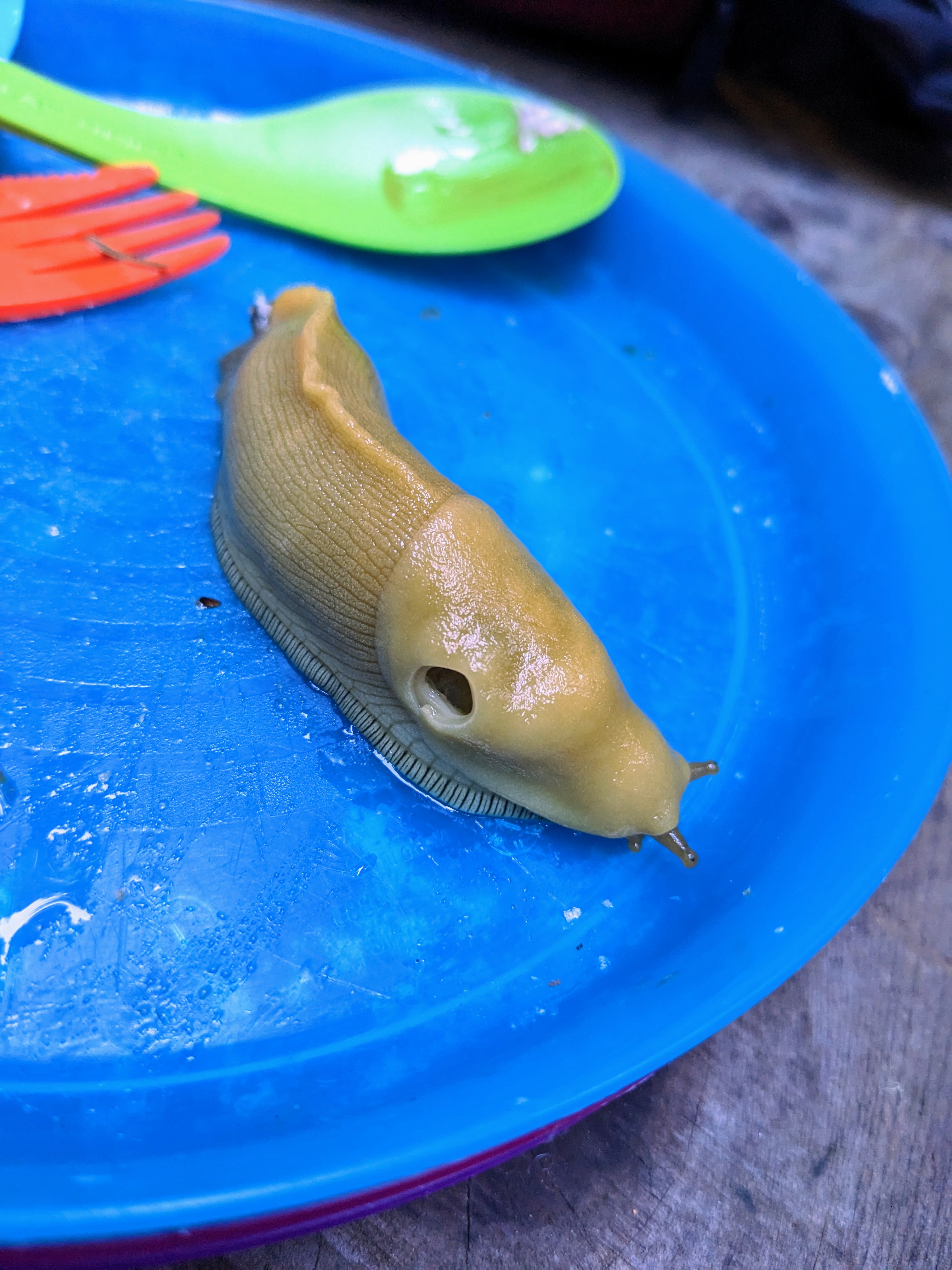 Baby Banana Slug Farm