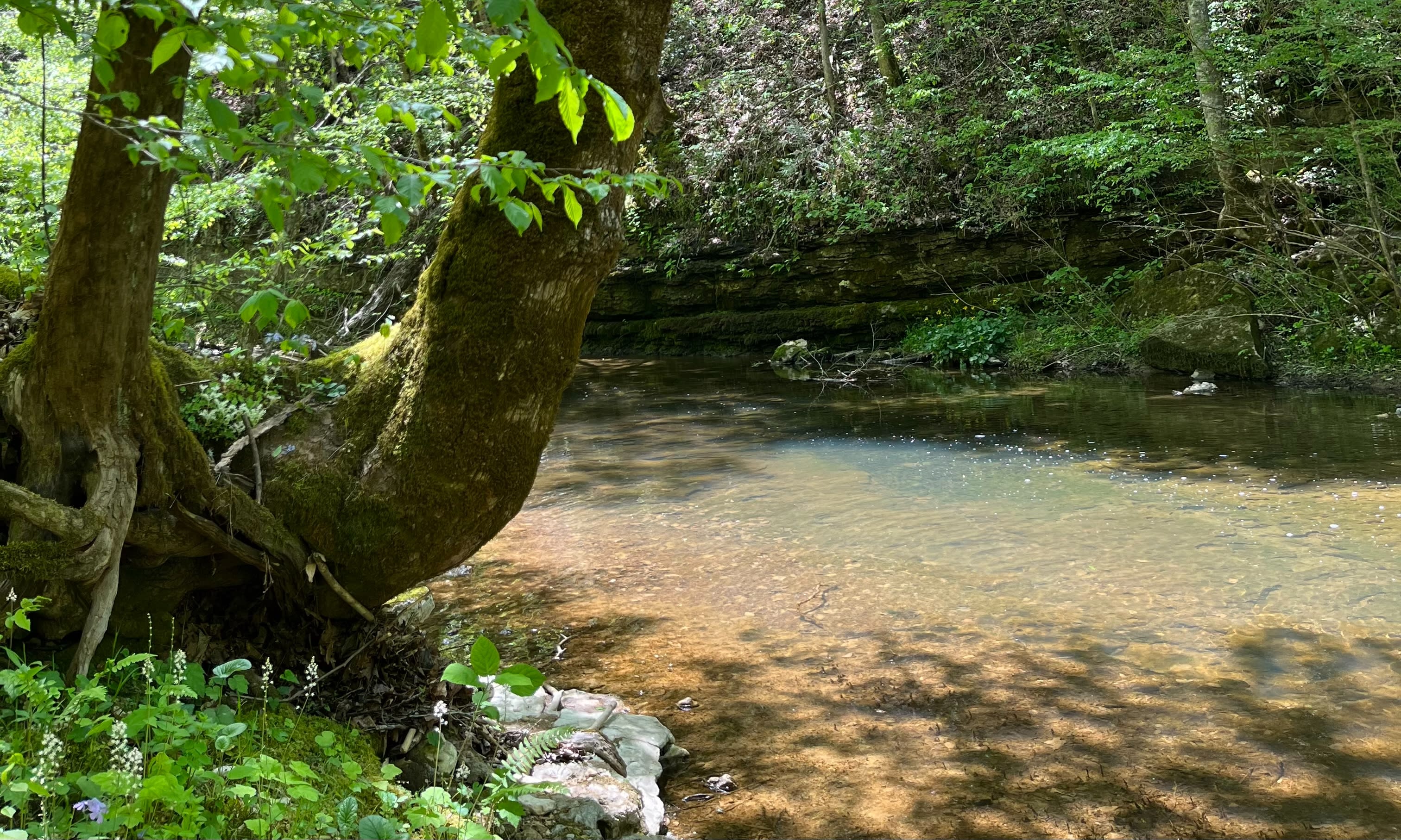 One of the two rivers on the property. This one flows alongside campsite 2 and campsite 4. All guests have hiking access to enjoy the rivers!