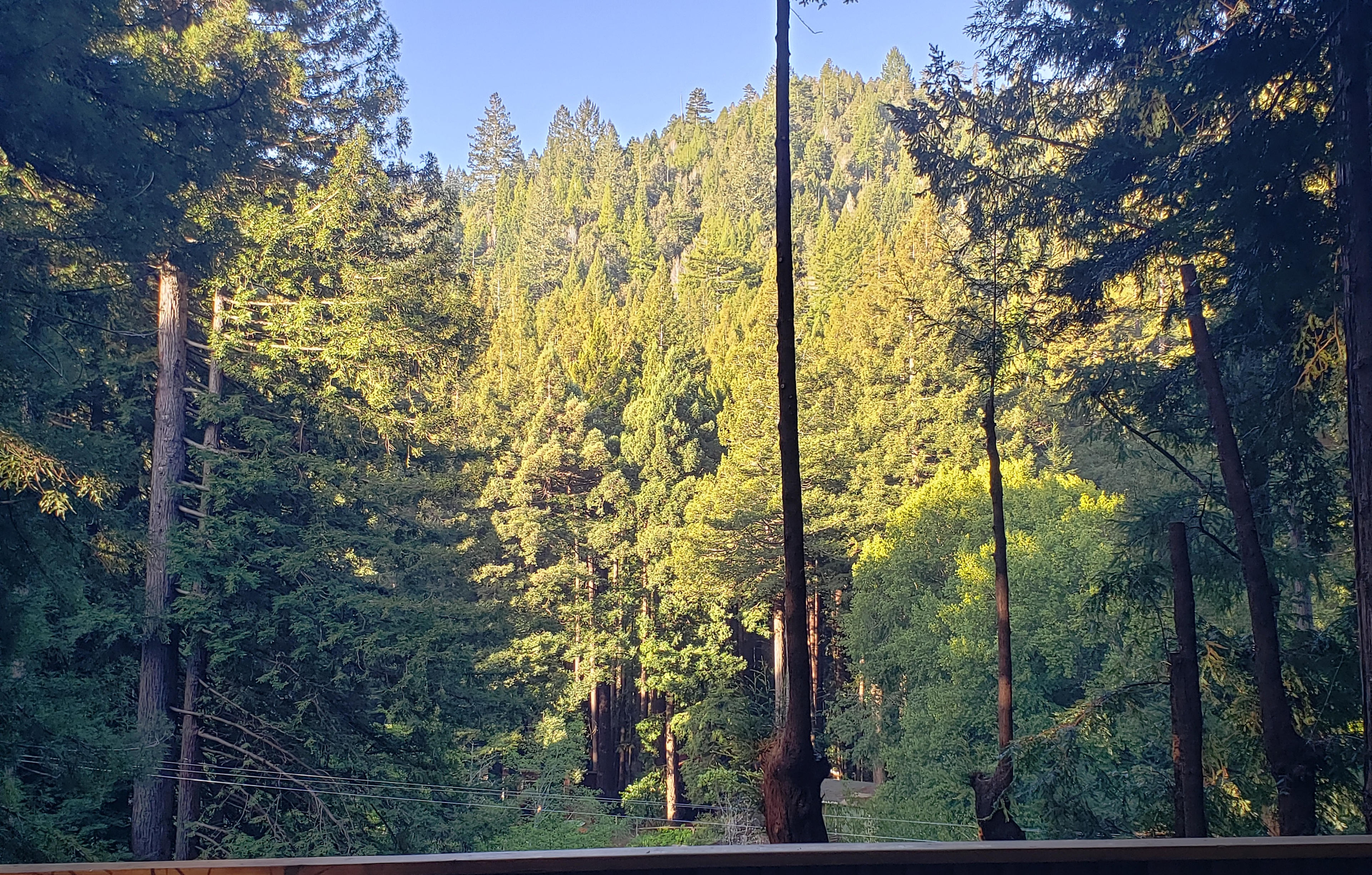 Creek View Tree House