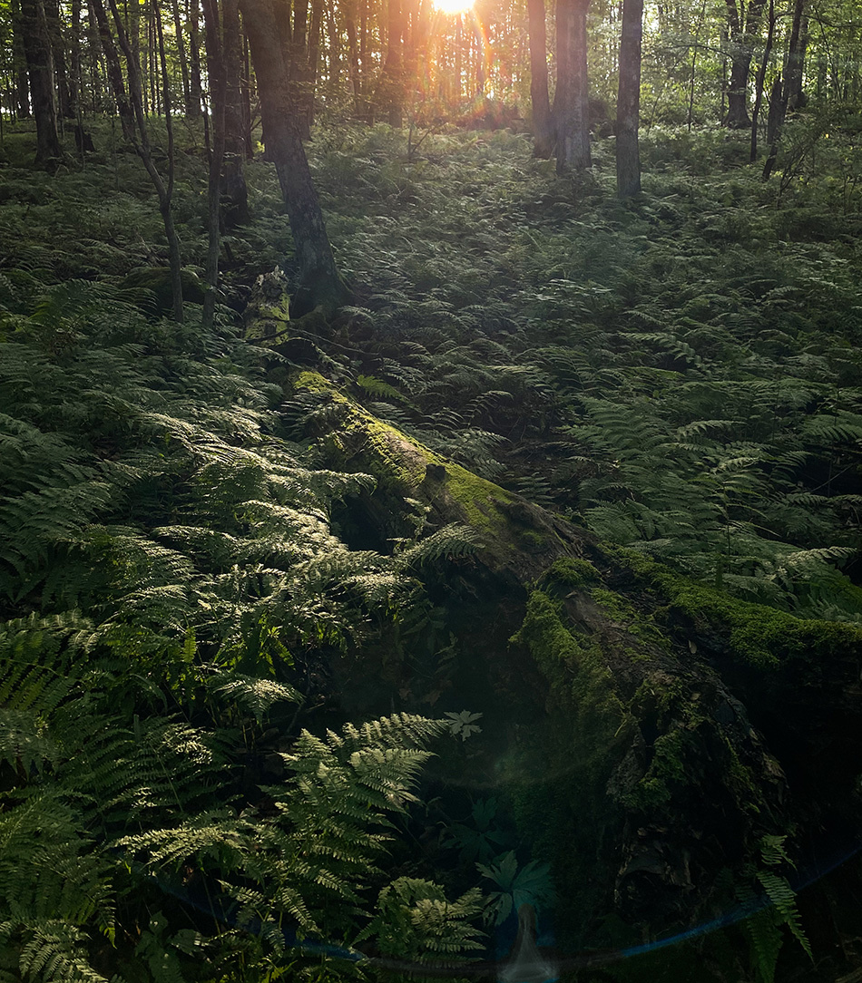 Chippewa River Forest