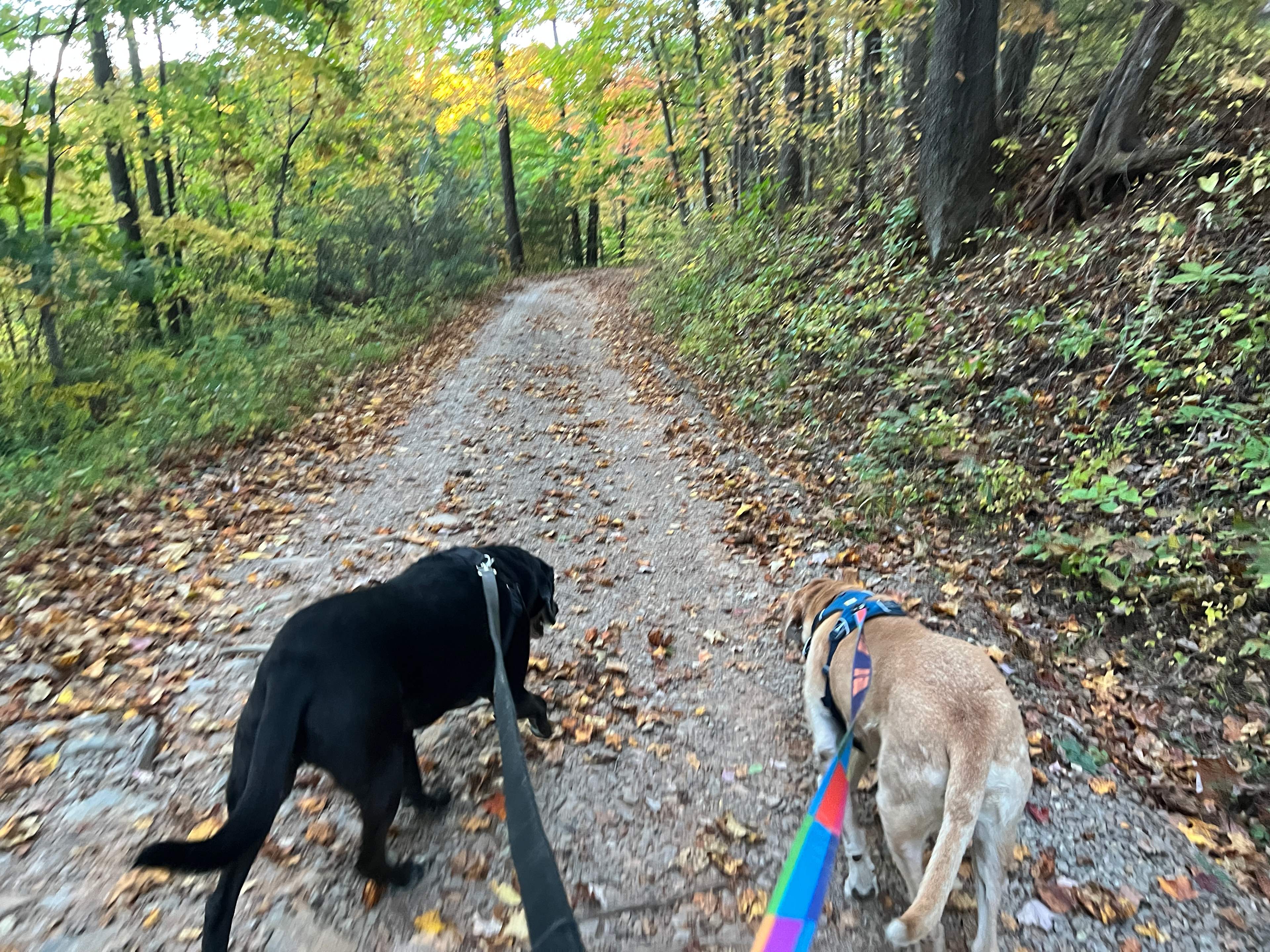 LeeRoy and Telco walking us from the camp site down towards the gate, and then left down the hill to the garden