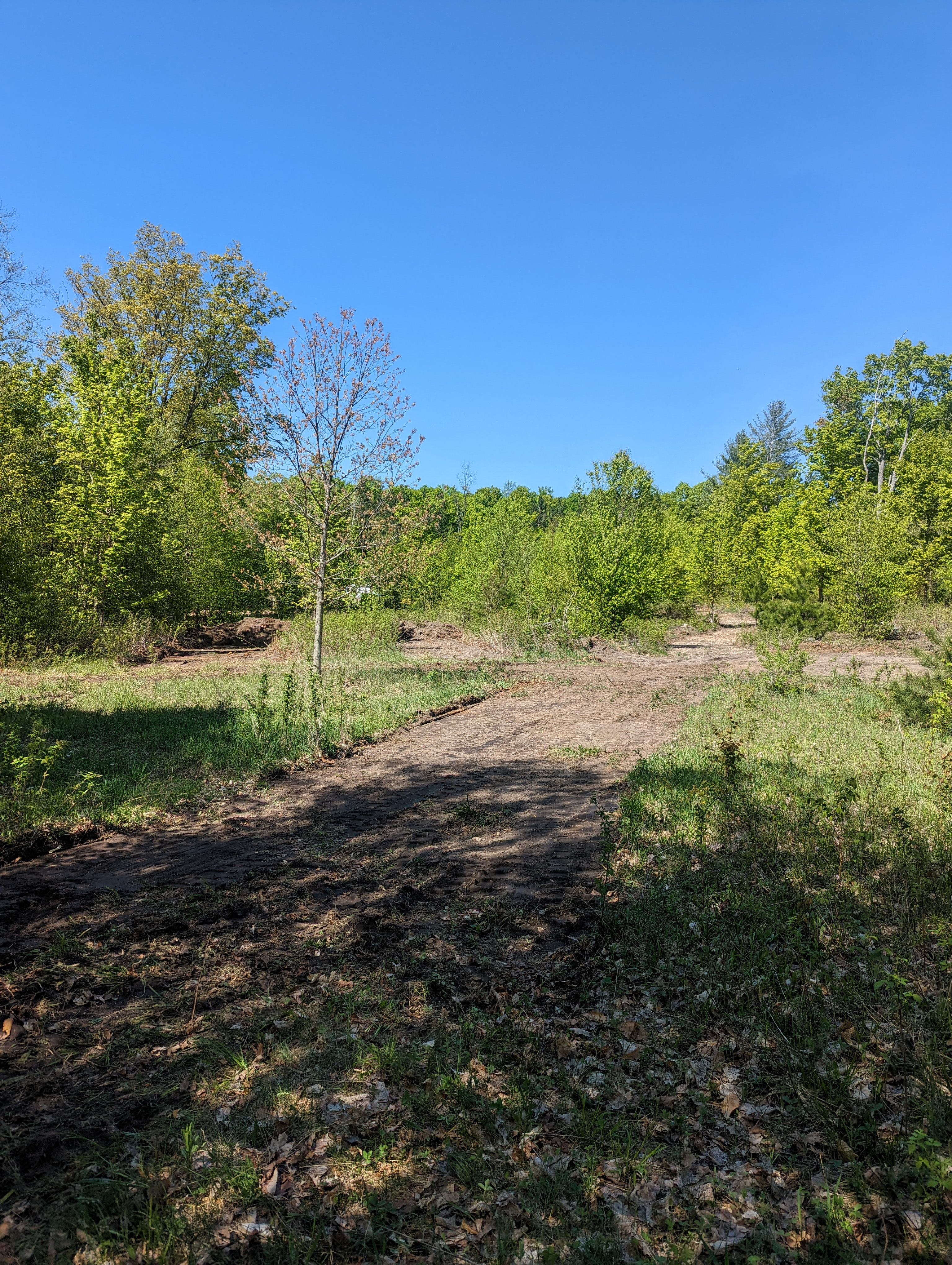 Wildwood Berry Patch