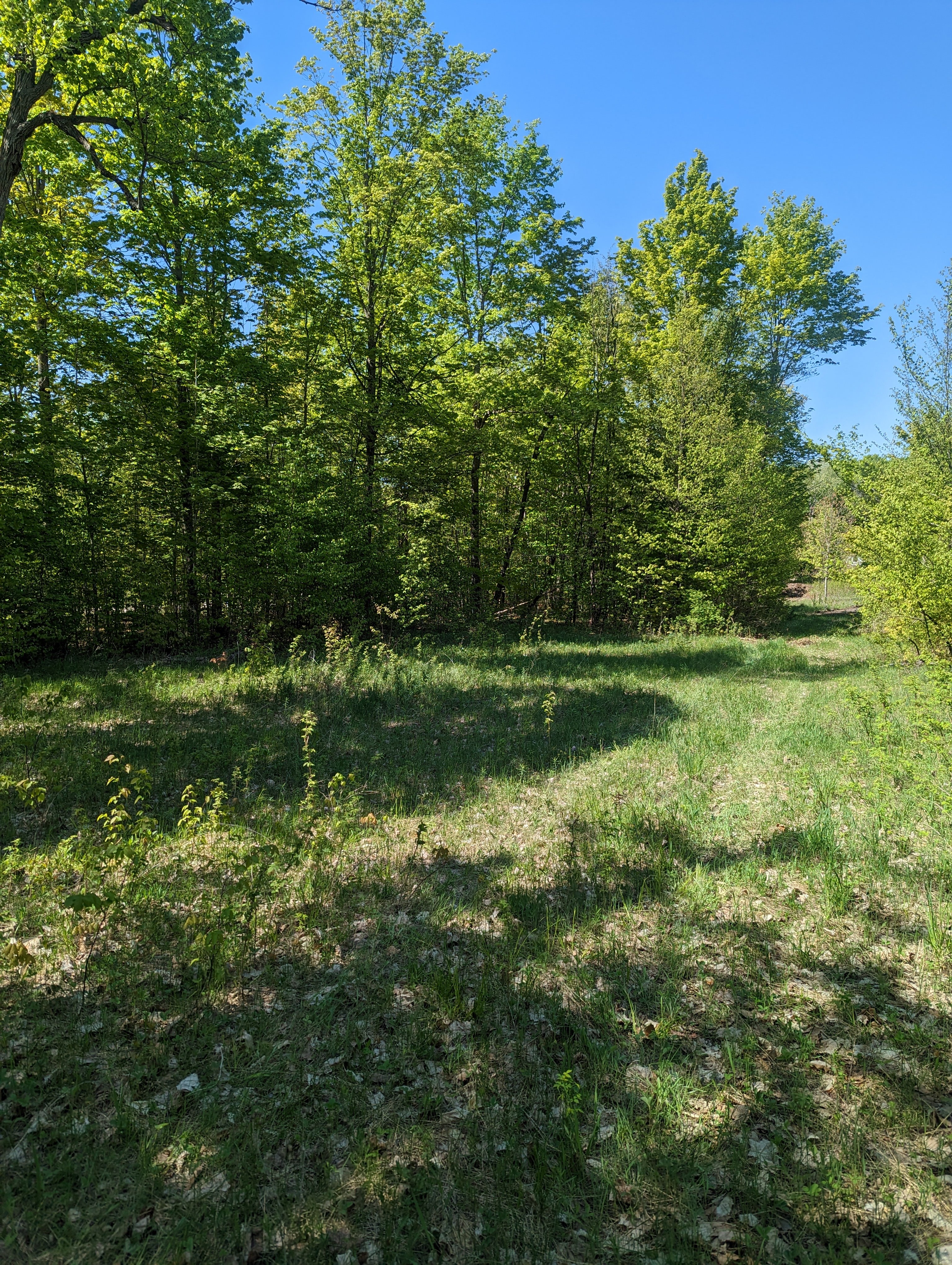 Wildwood Berry Patch
