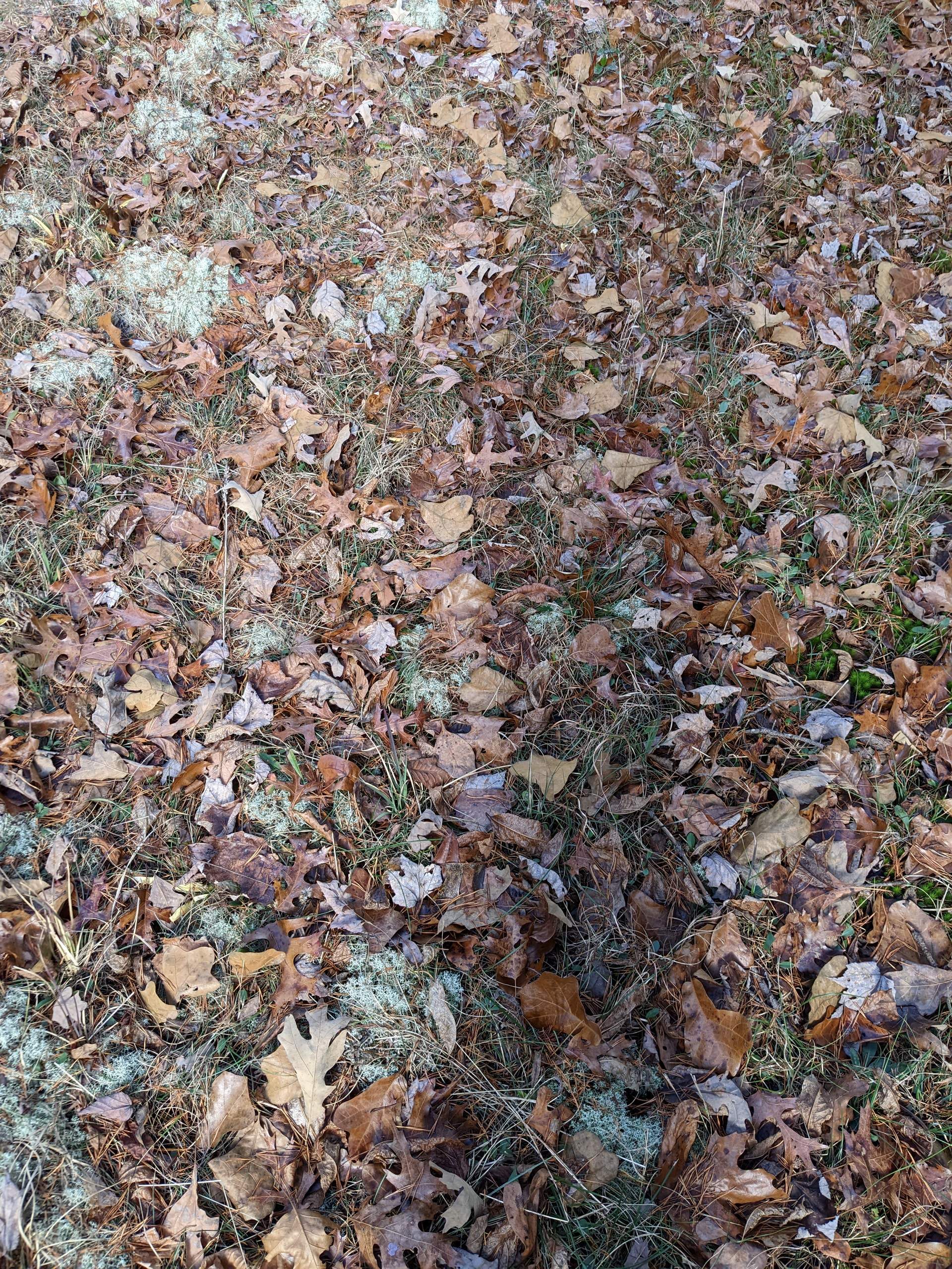 Make sure you have a good GPS, nothing but trees and dirt.