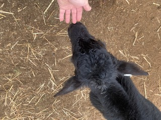 KANGAROO CREEK CAMP DUBBO