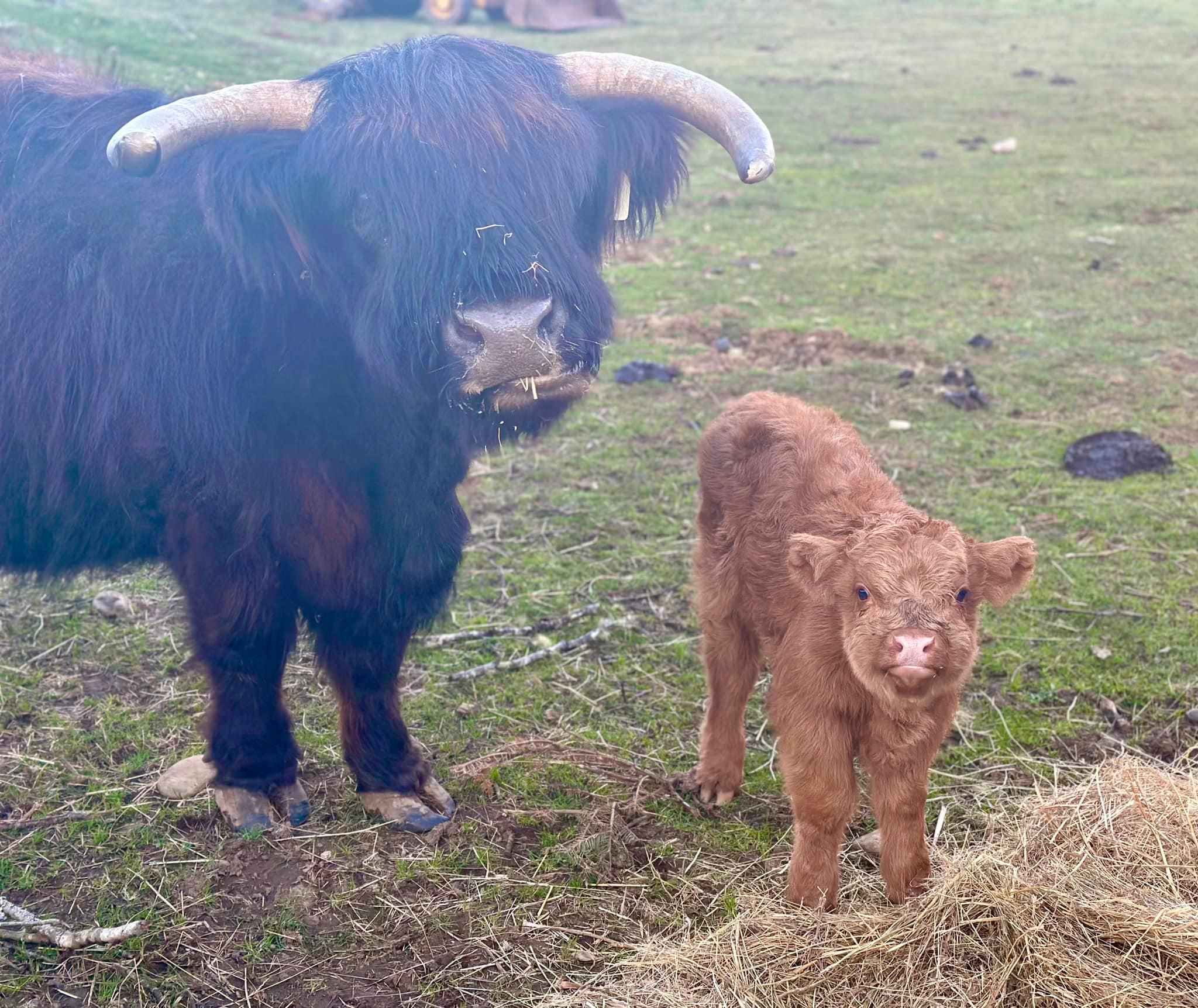 Mama Cow and baby Wally