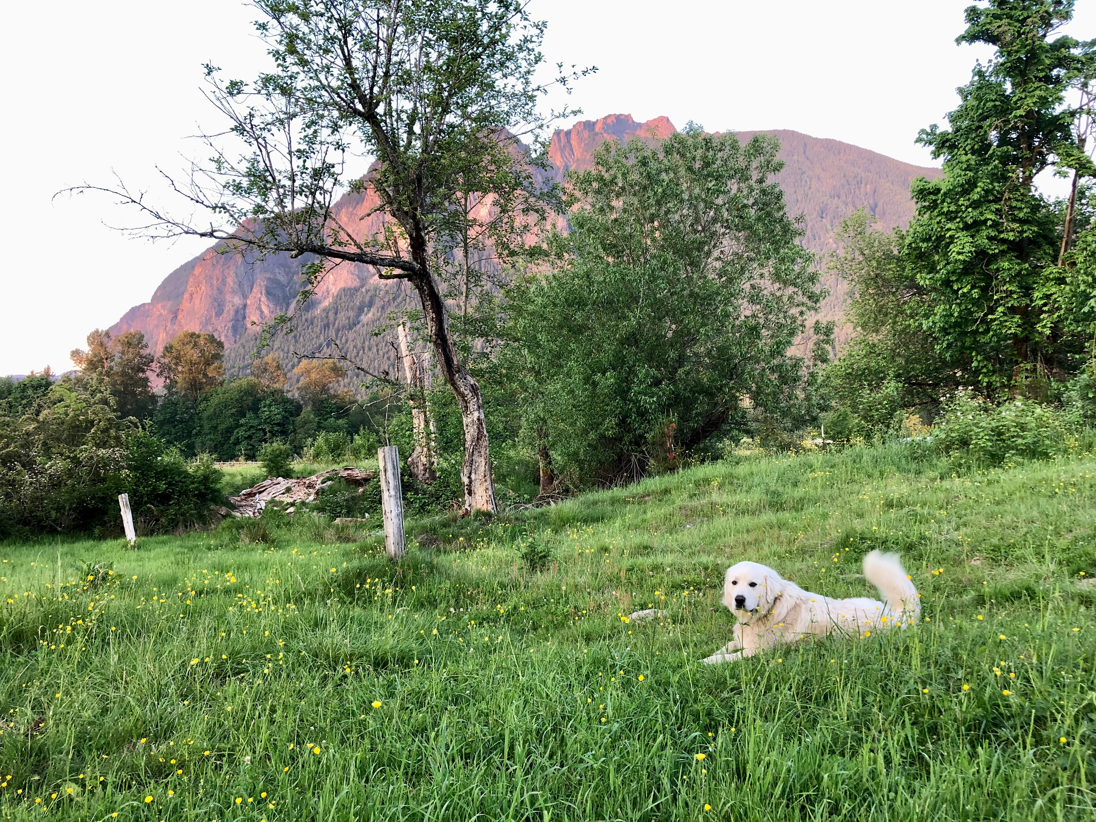 Livestock guardian dog.
