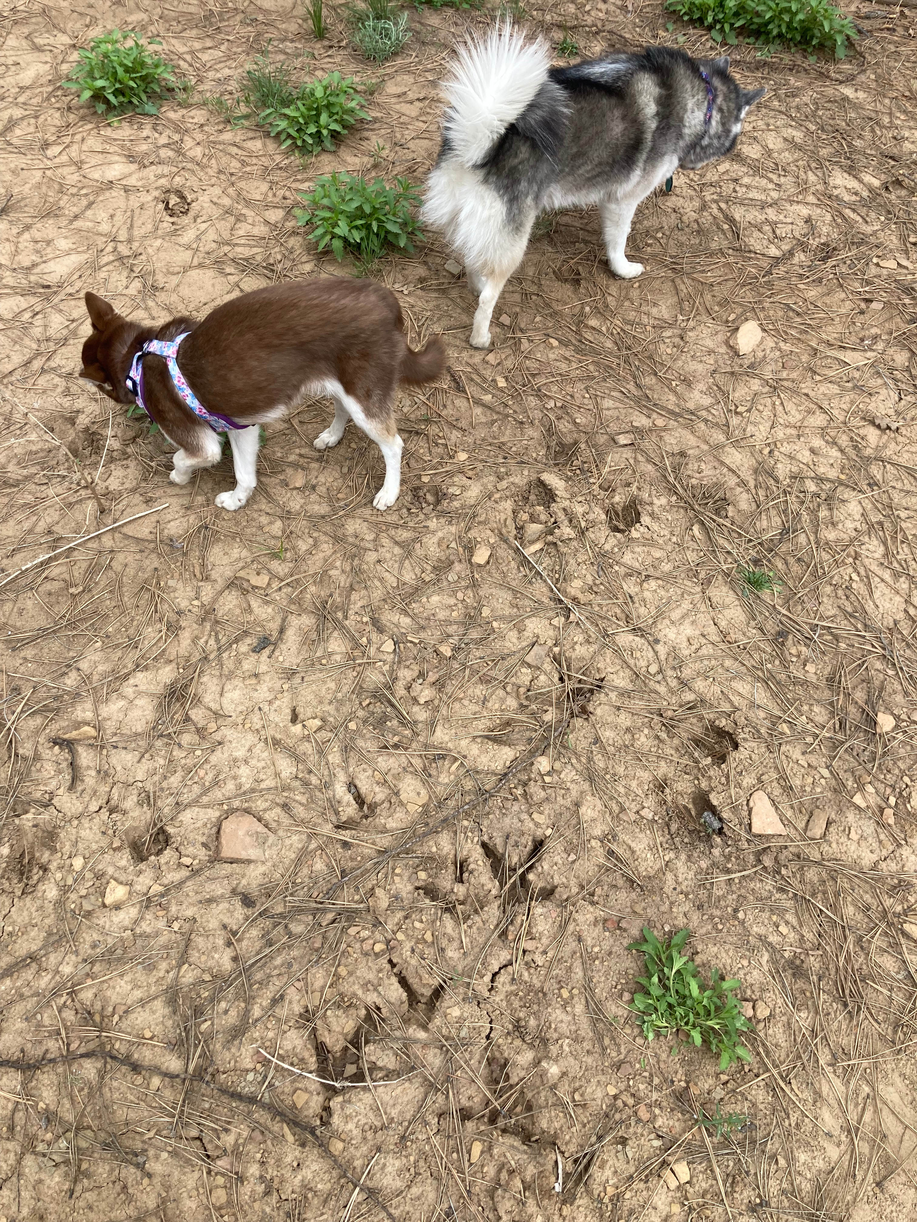 You may see turkeys or deer during your stay 