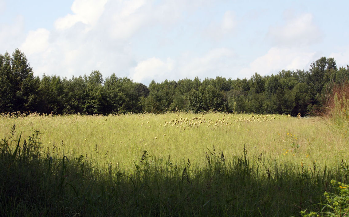 Cypress Branch State Park