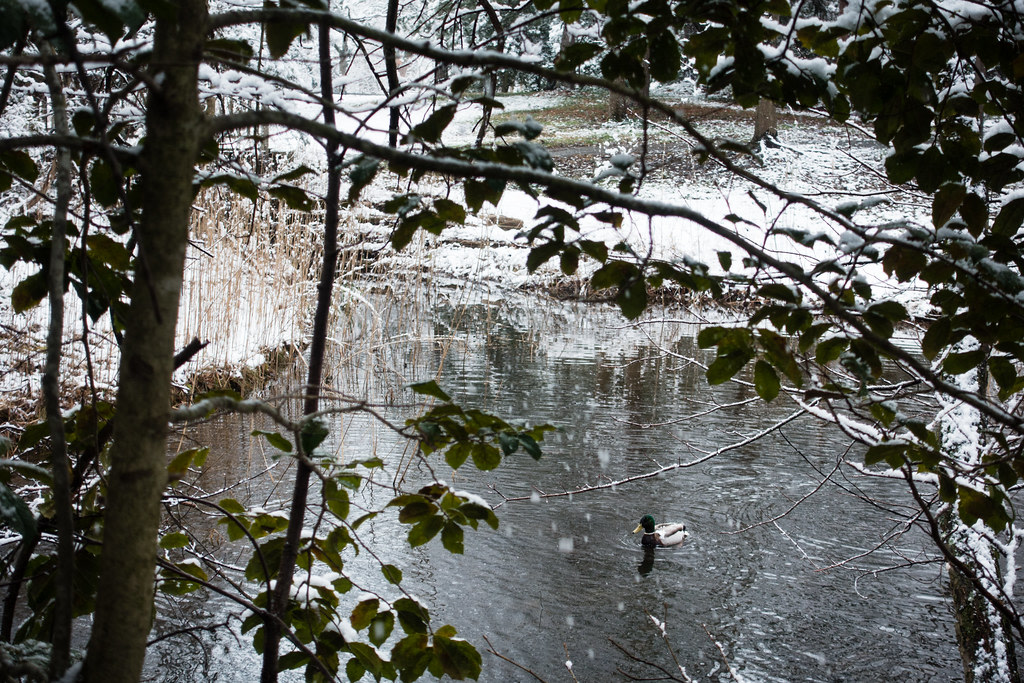 Helen Avalynne Tawes Garden