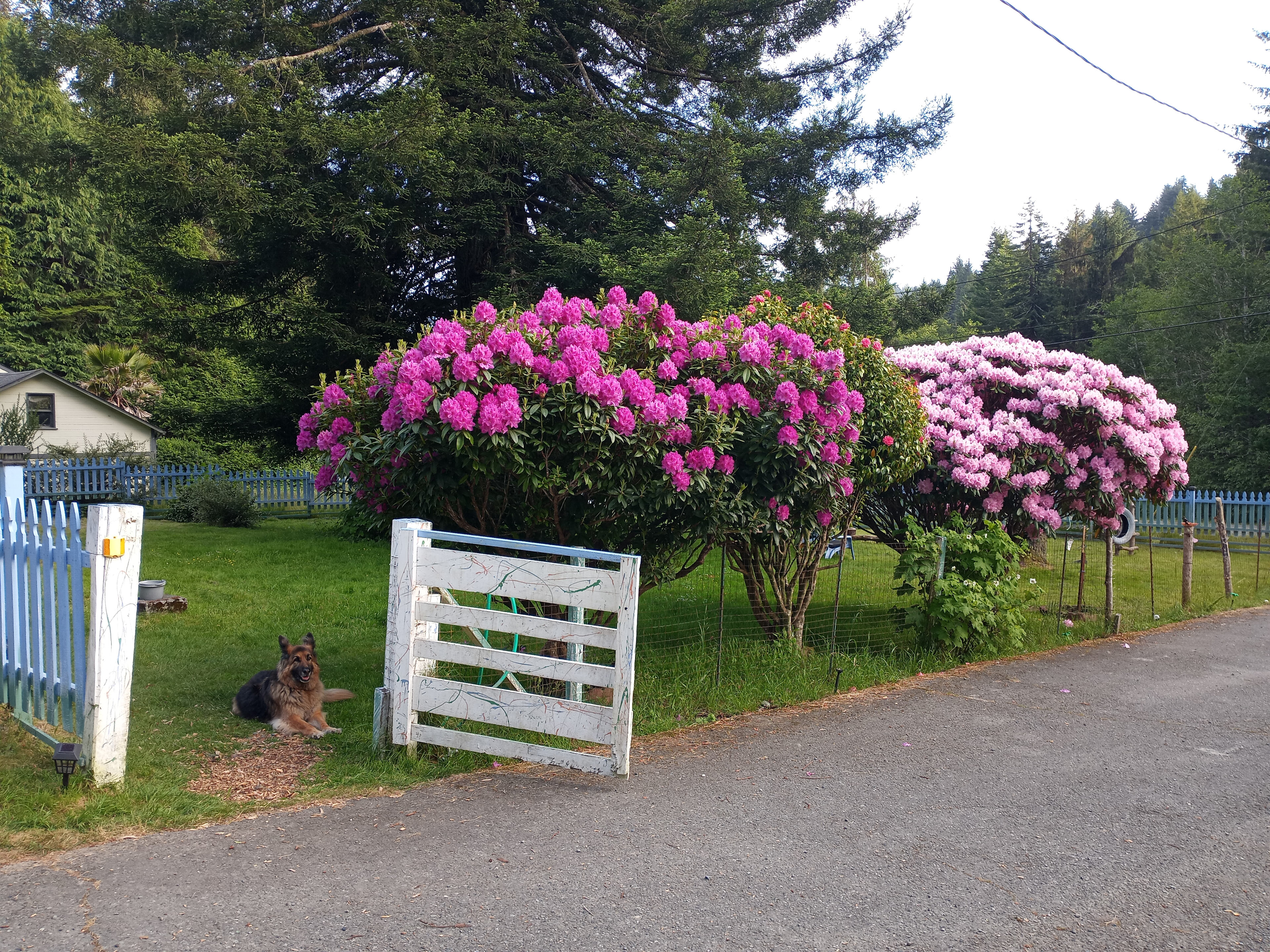 Woods, Waves & Wags/Hipcamp