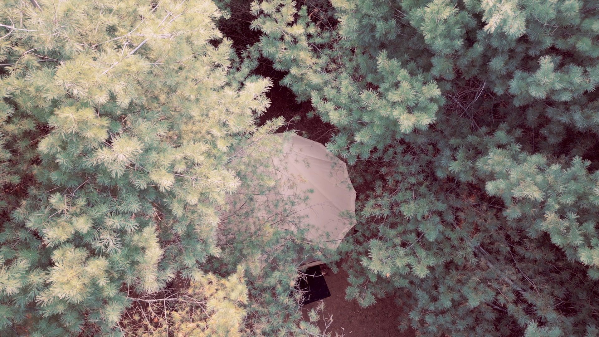 Pinecrest Northwoods