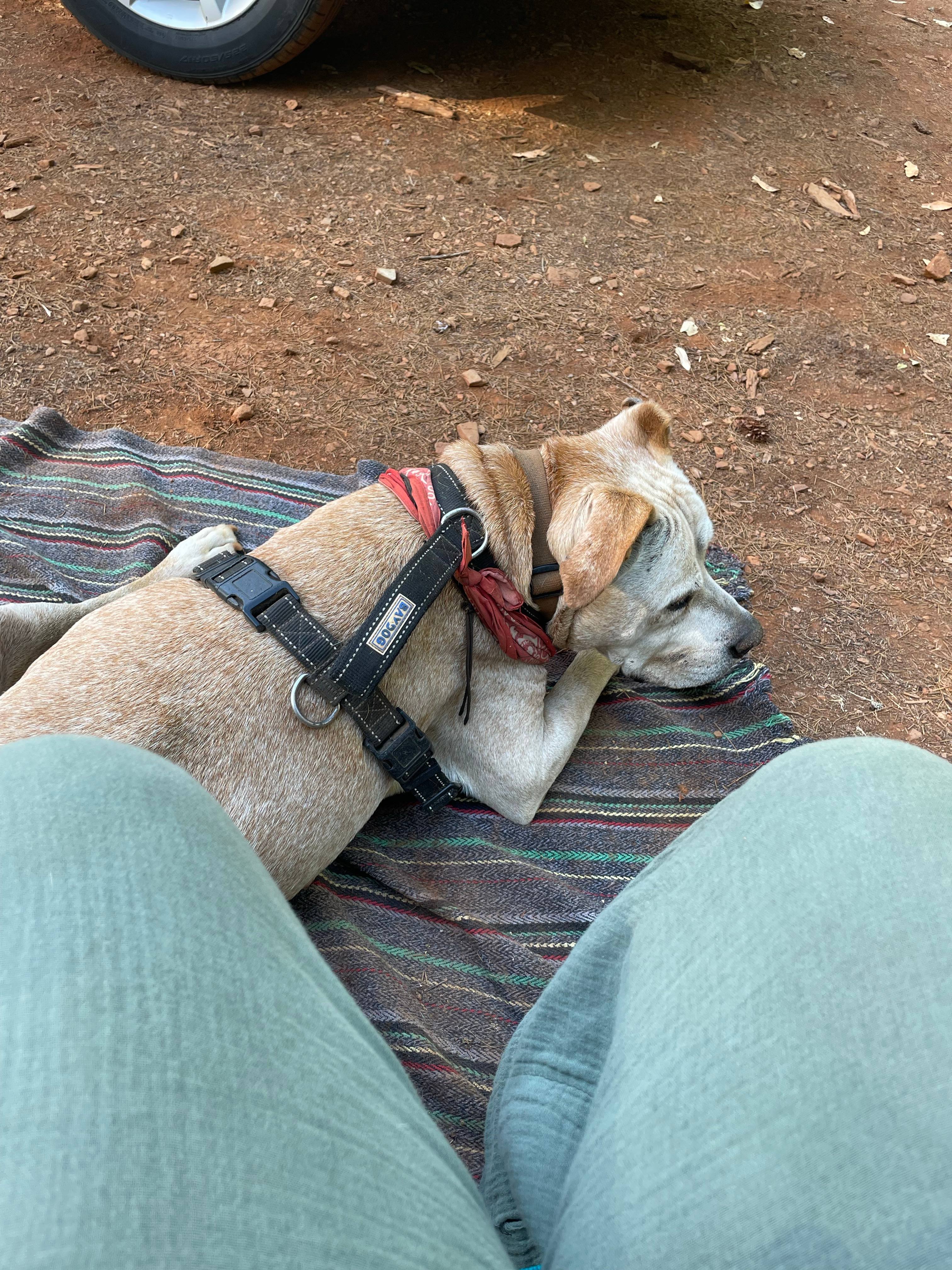 Sugar Pine Camp & Cabin