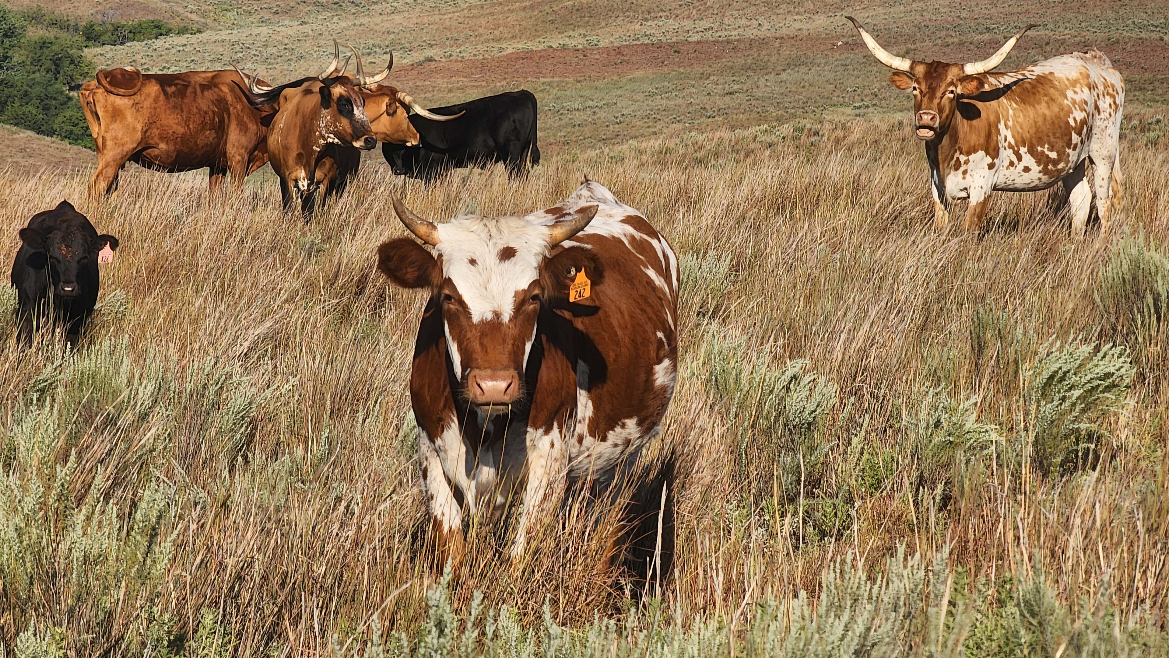 Alexander Ranch
