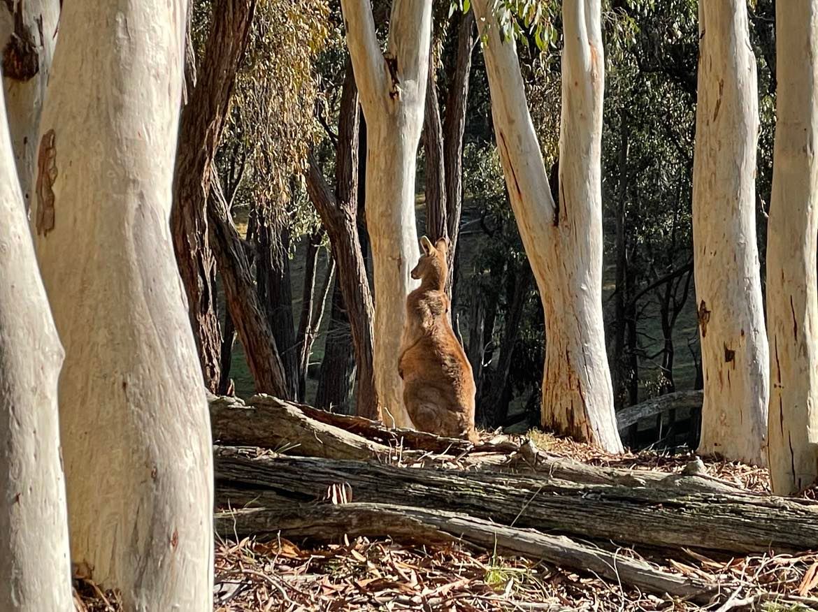 Coots Creek Campground