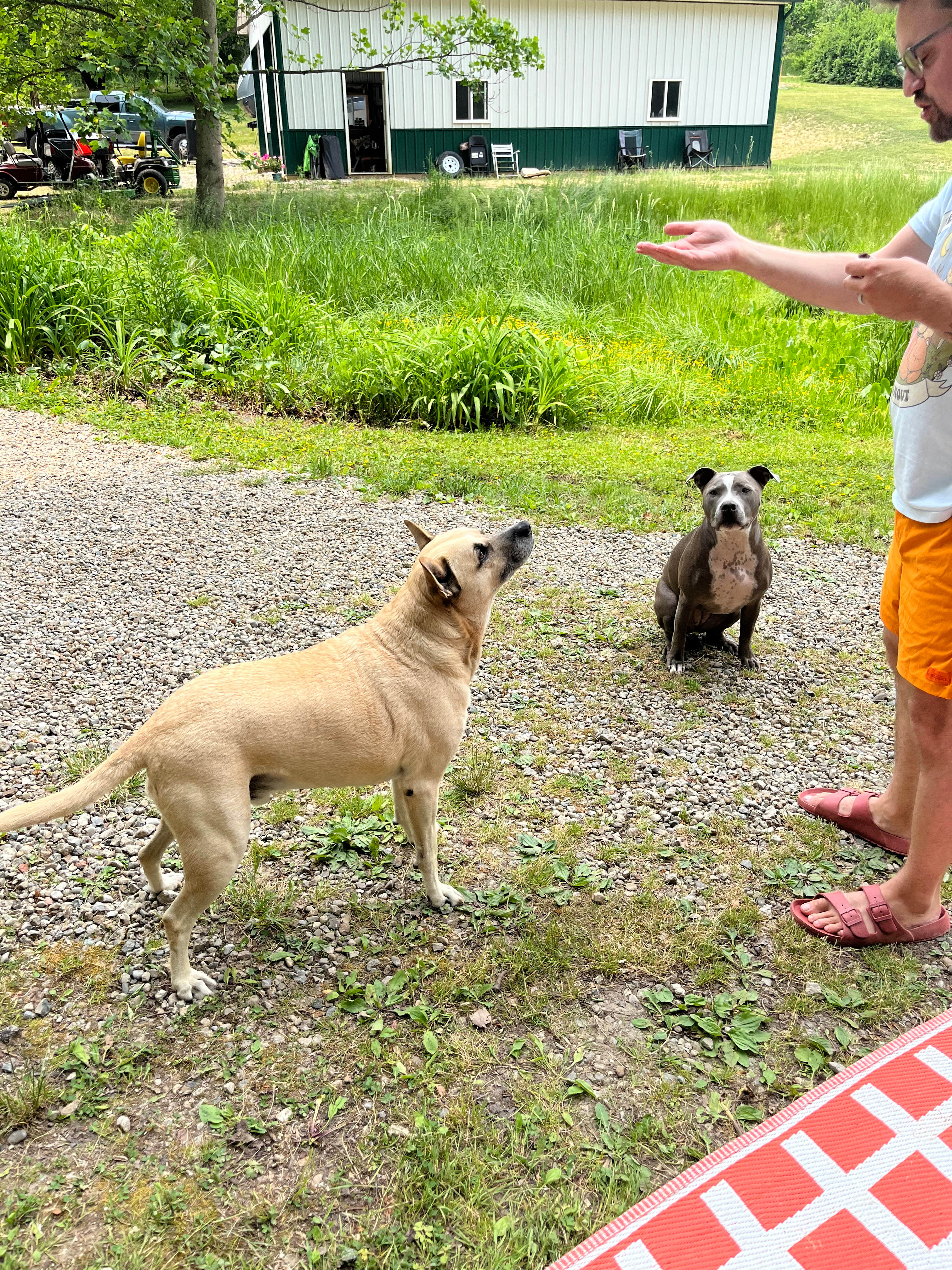 Poplar Place 7 springs