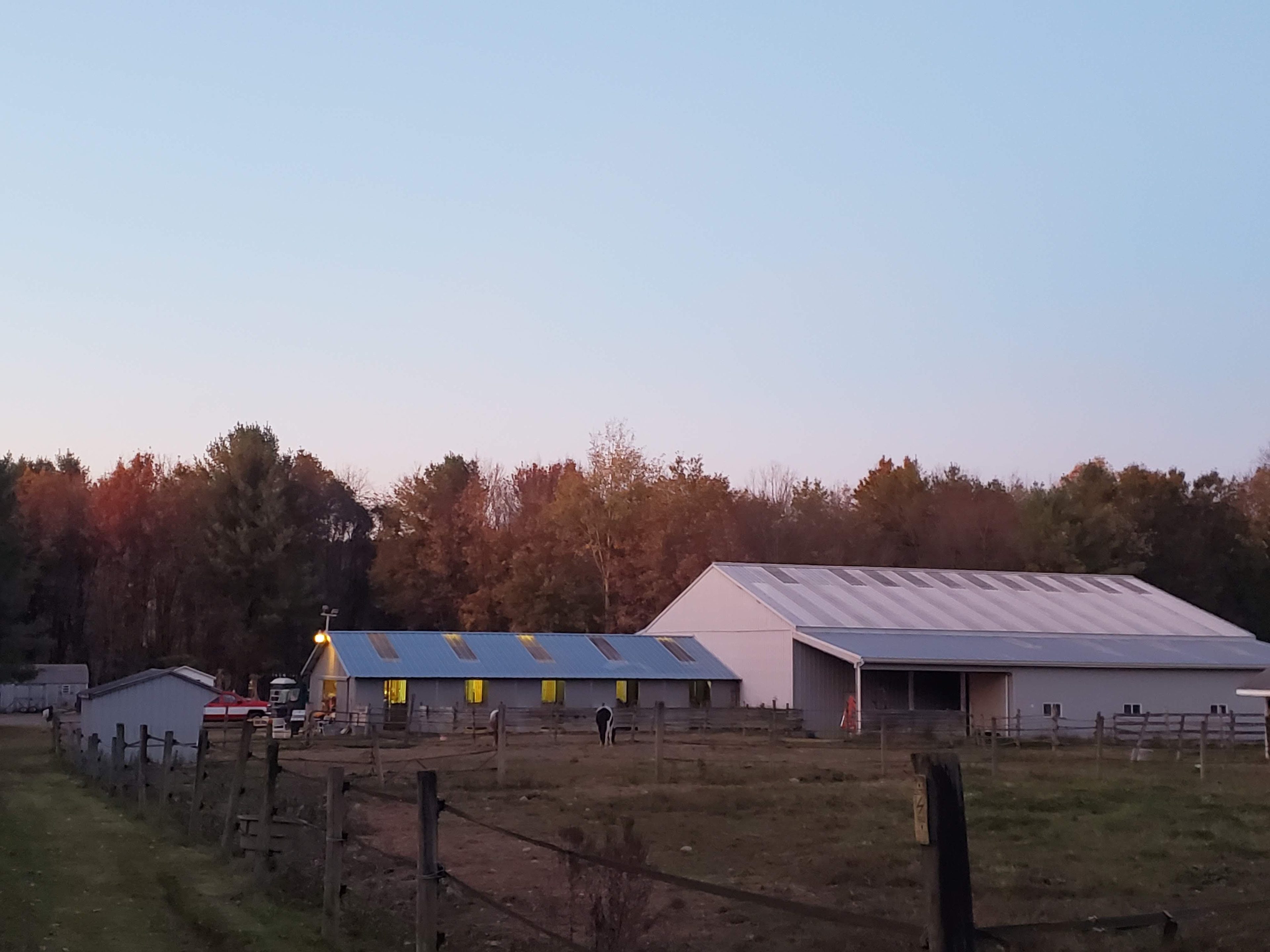 Bk Farm and Bond Longhorns