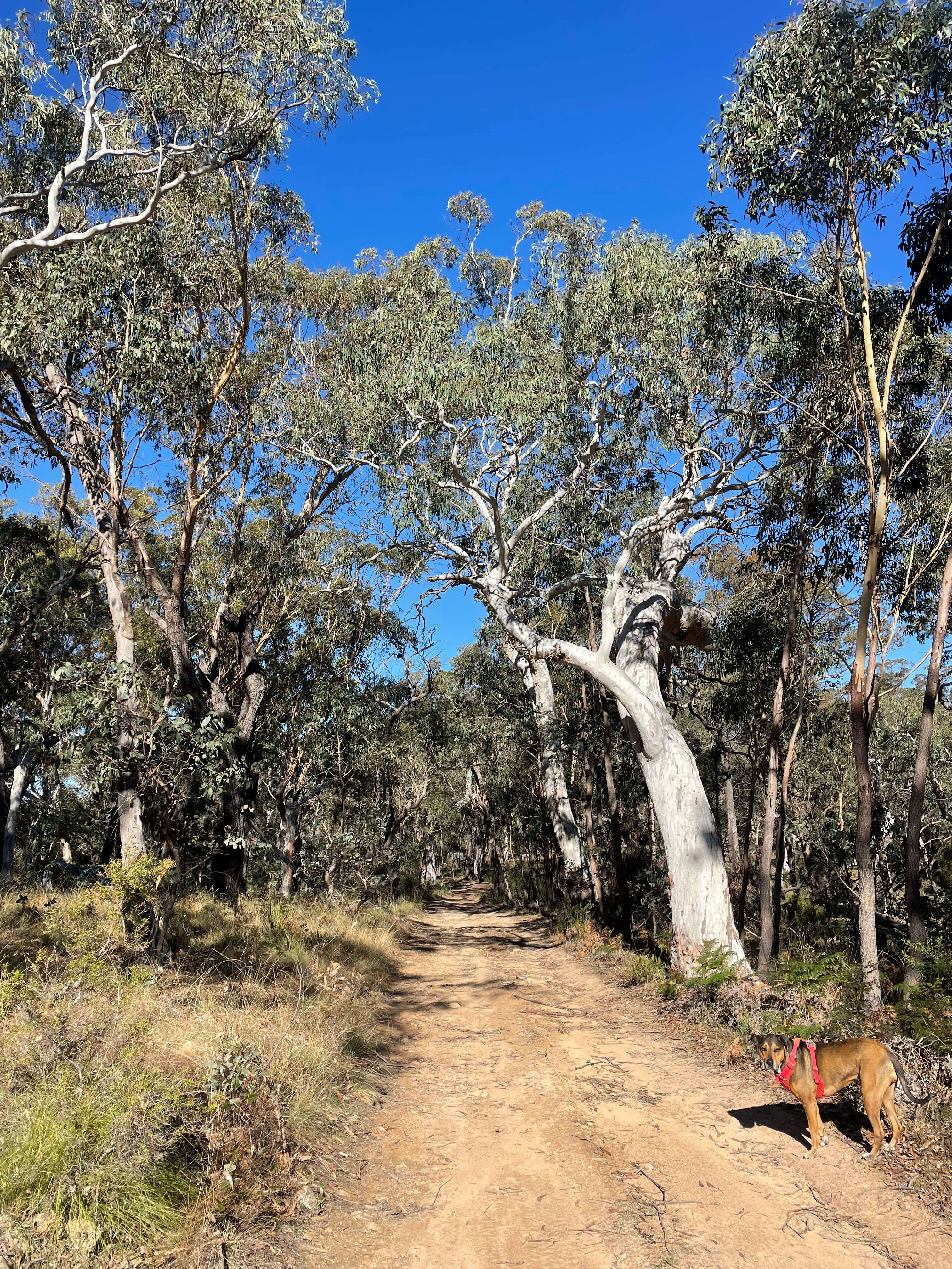 Monastery of 11 Strings