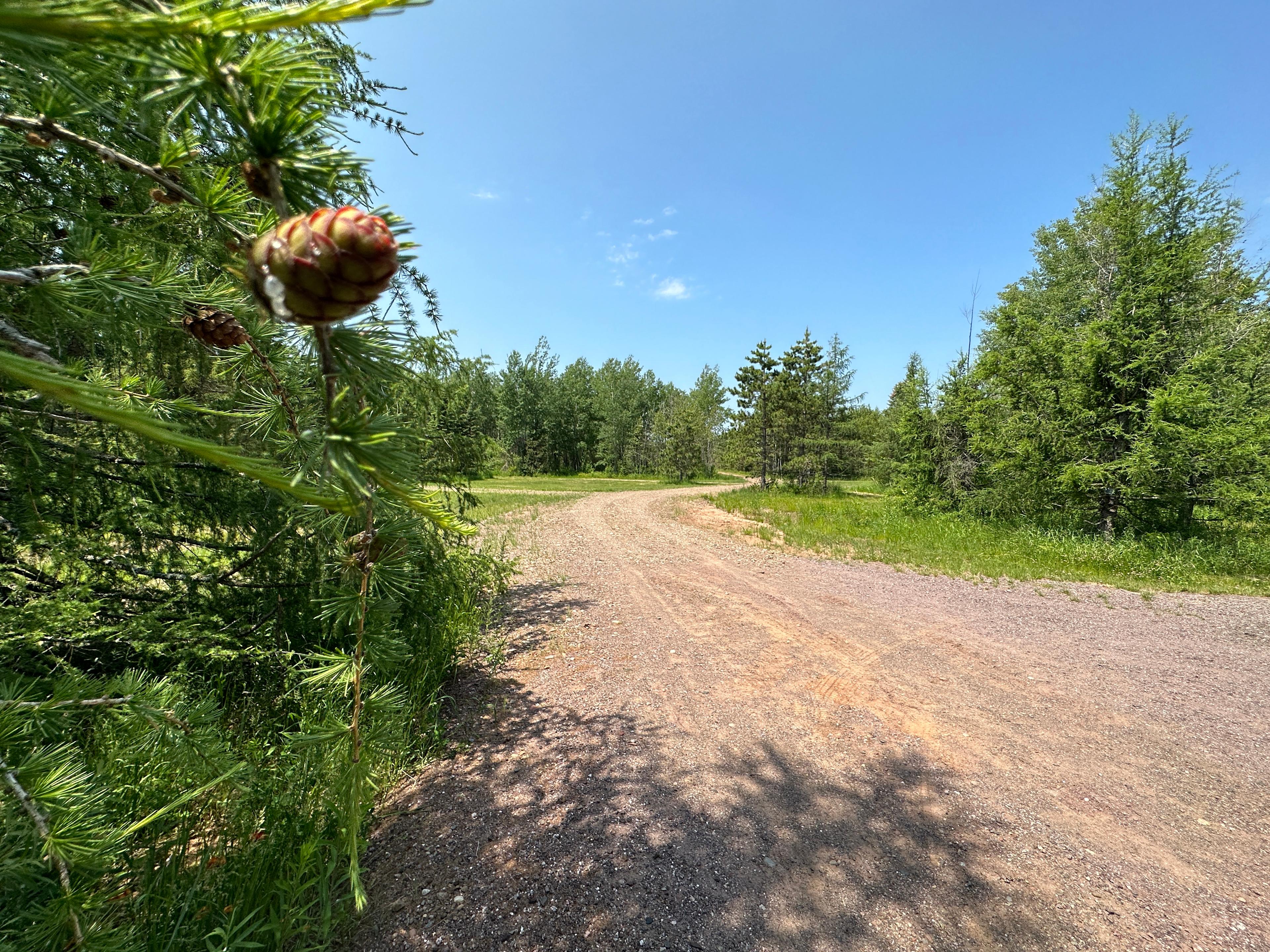 Moosehorn Campground Sites 1-4.