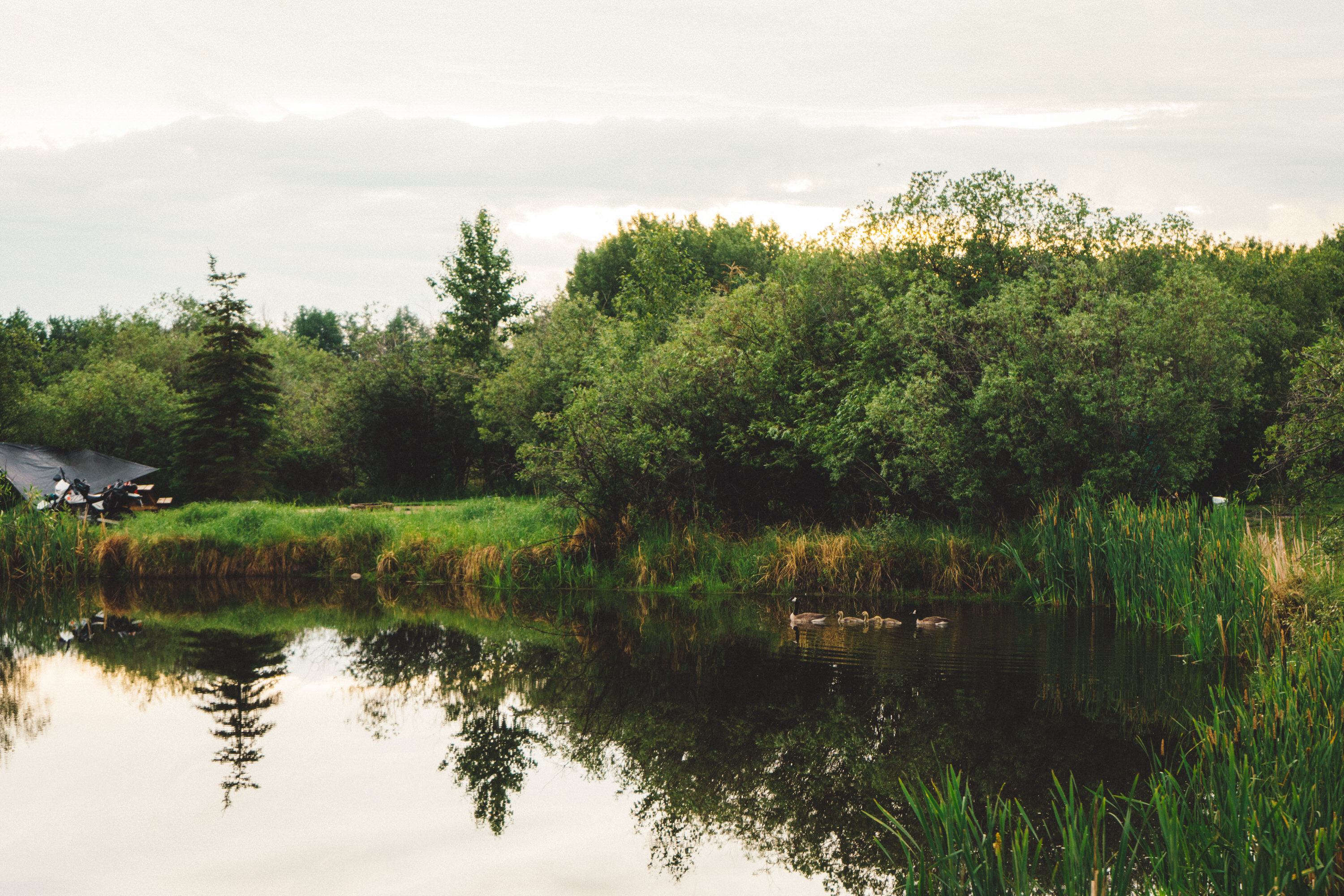 Goslings in the trout pond.