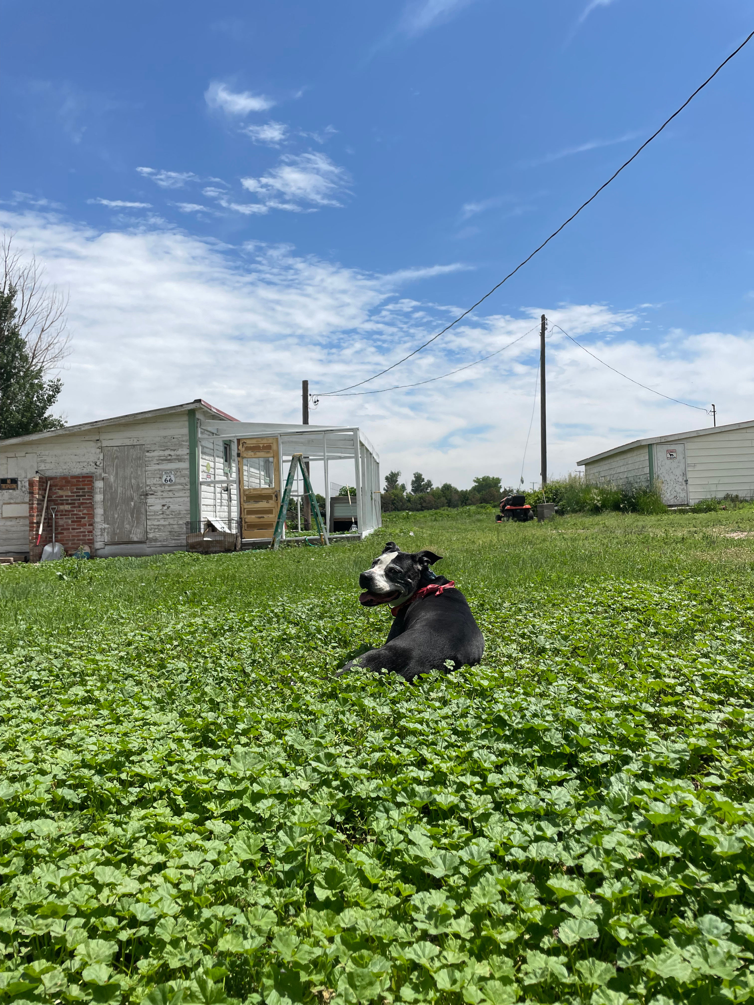 Cottonwood Tree Camp