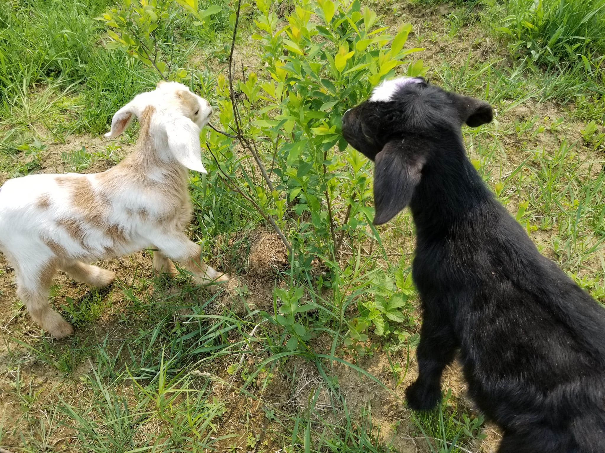 Baby goats live here in 2023