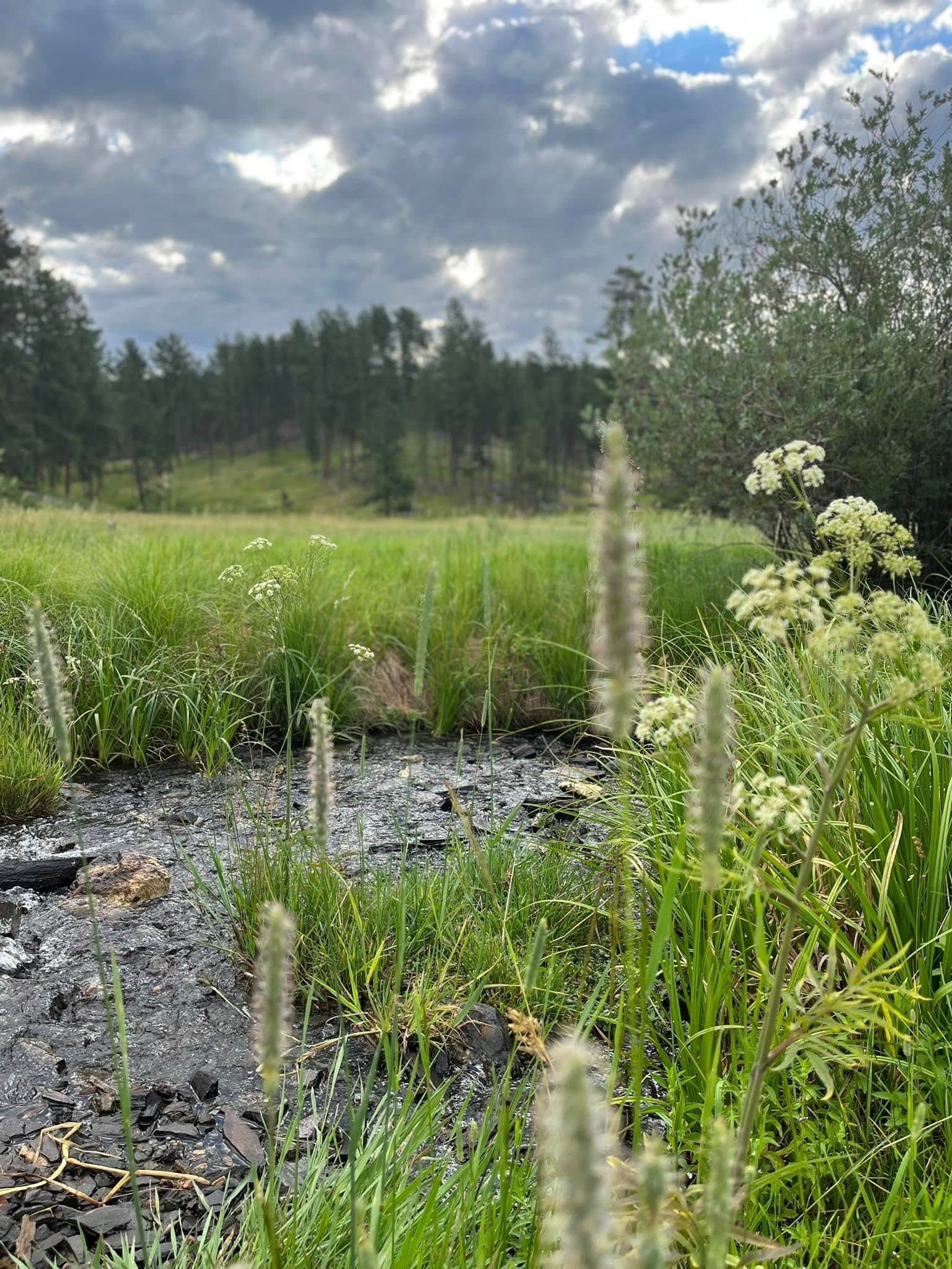 Horse Creek Resort RV Sites