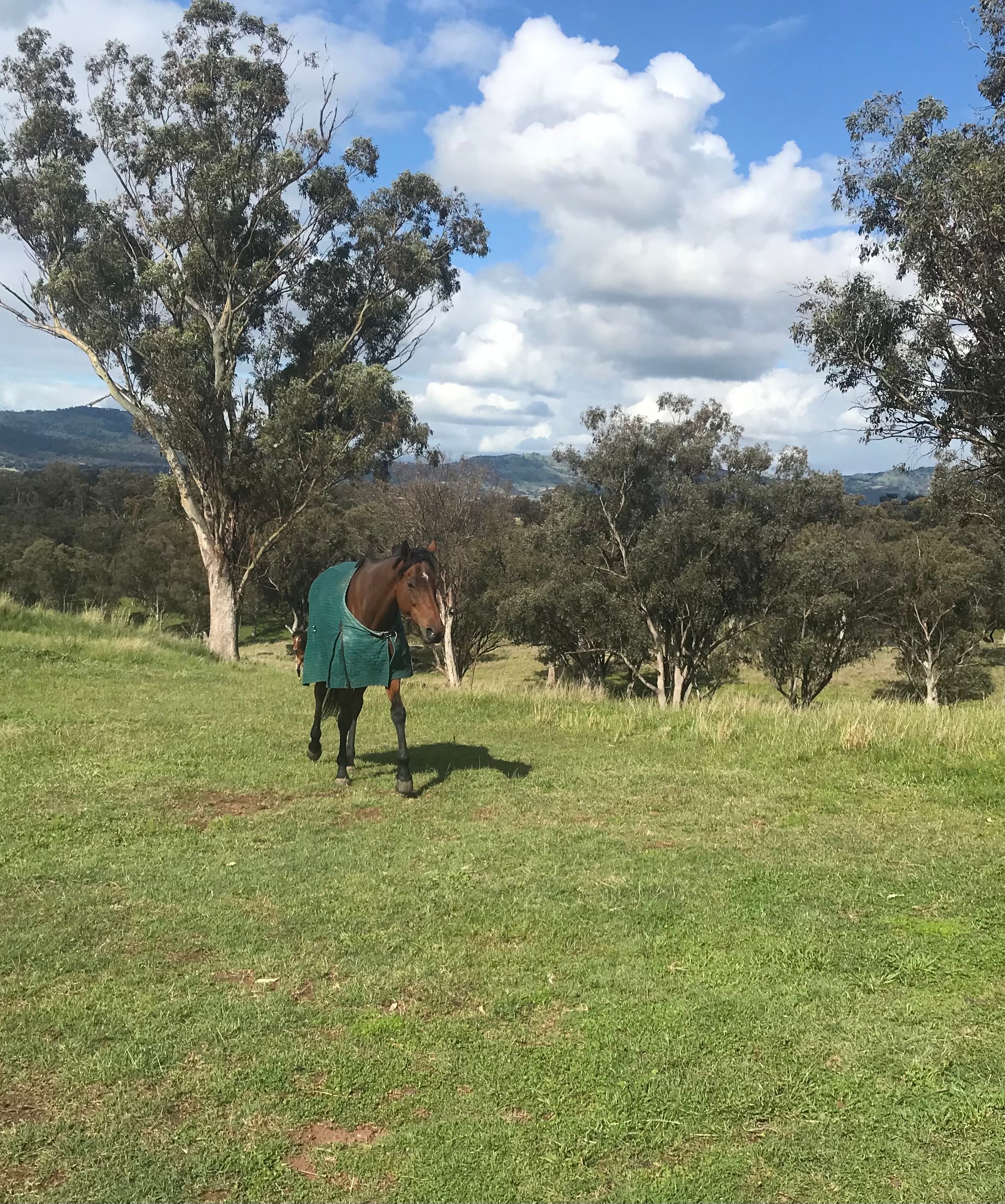 Kurrajong Living