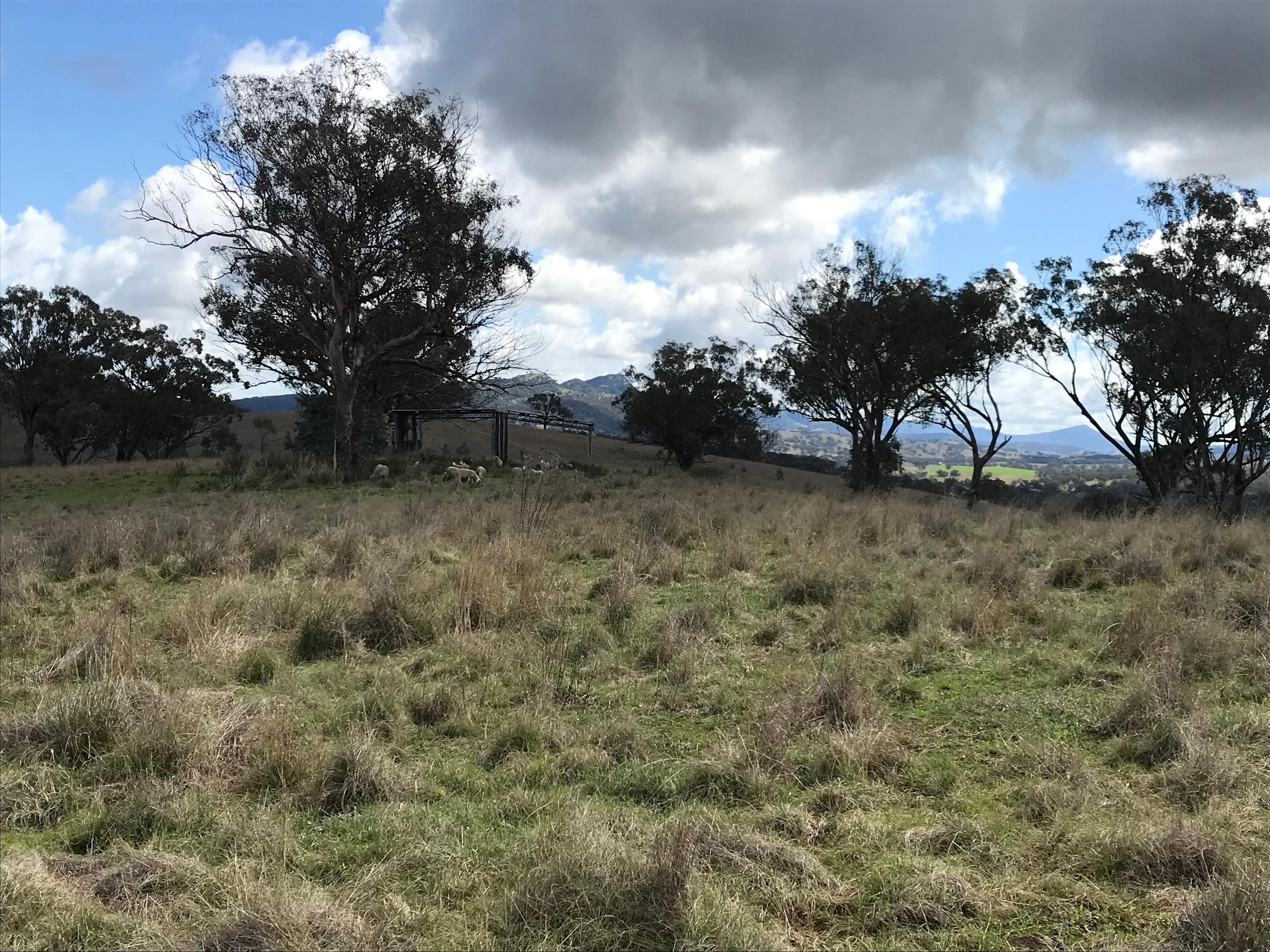 Kurrajong Living