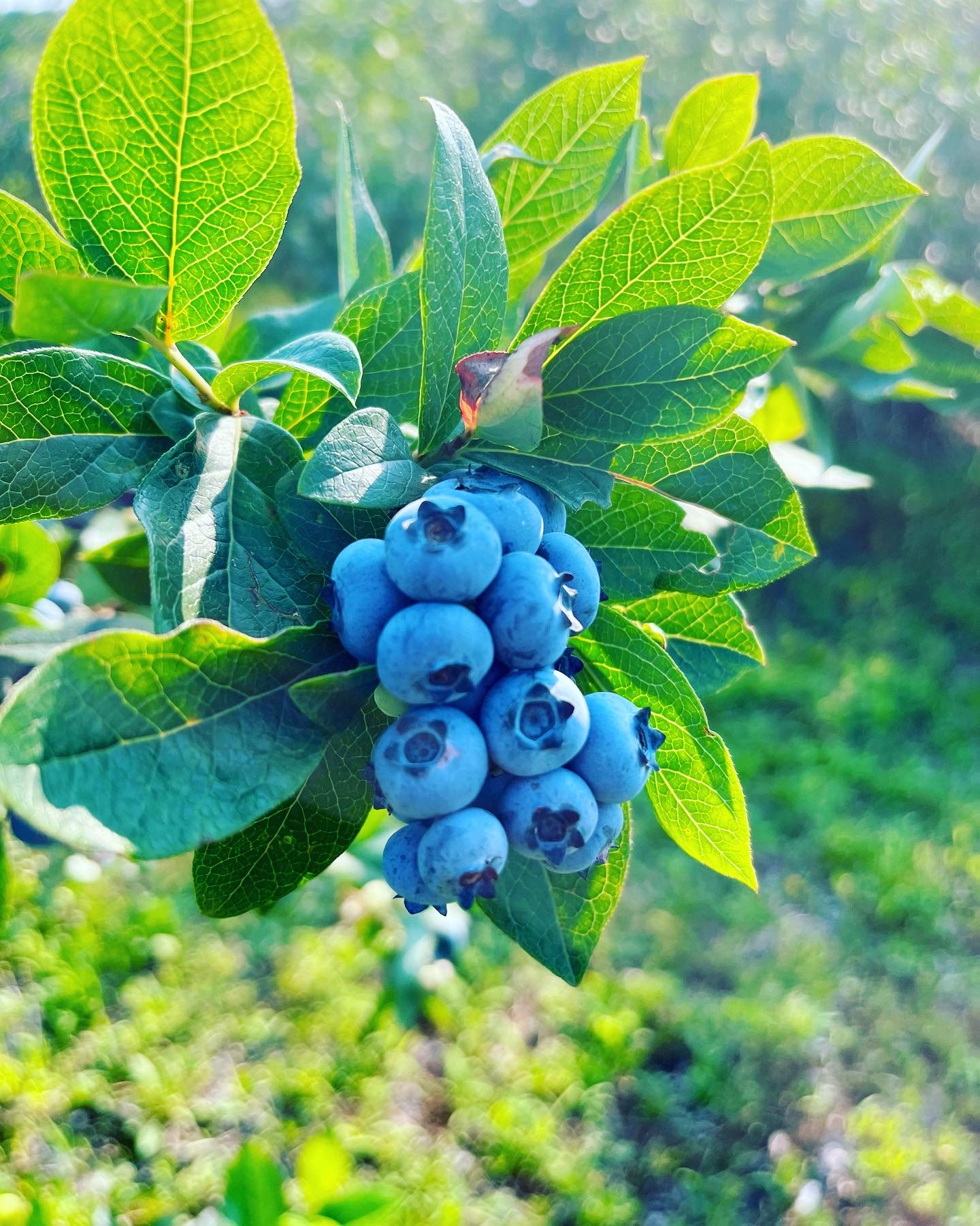 Farm Animal Sanctuary Retreat