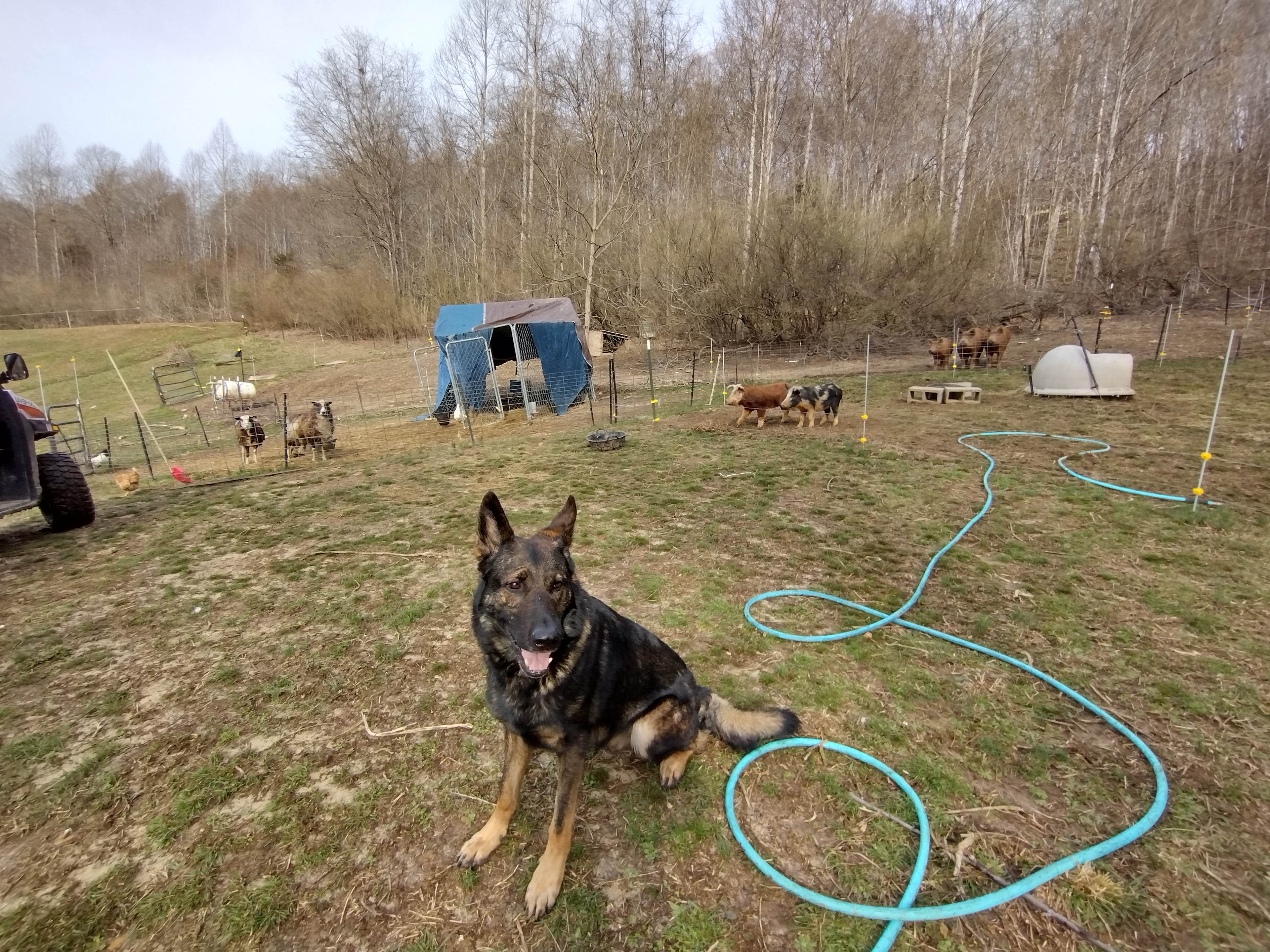 Sheppie on the mountain