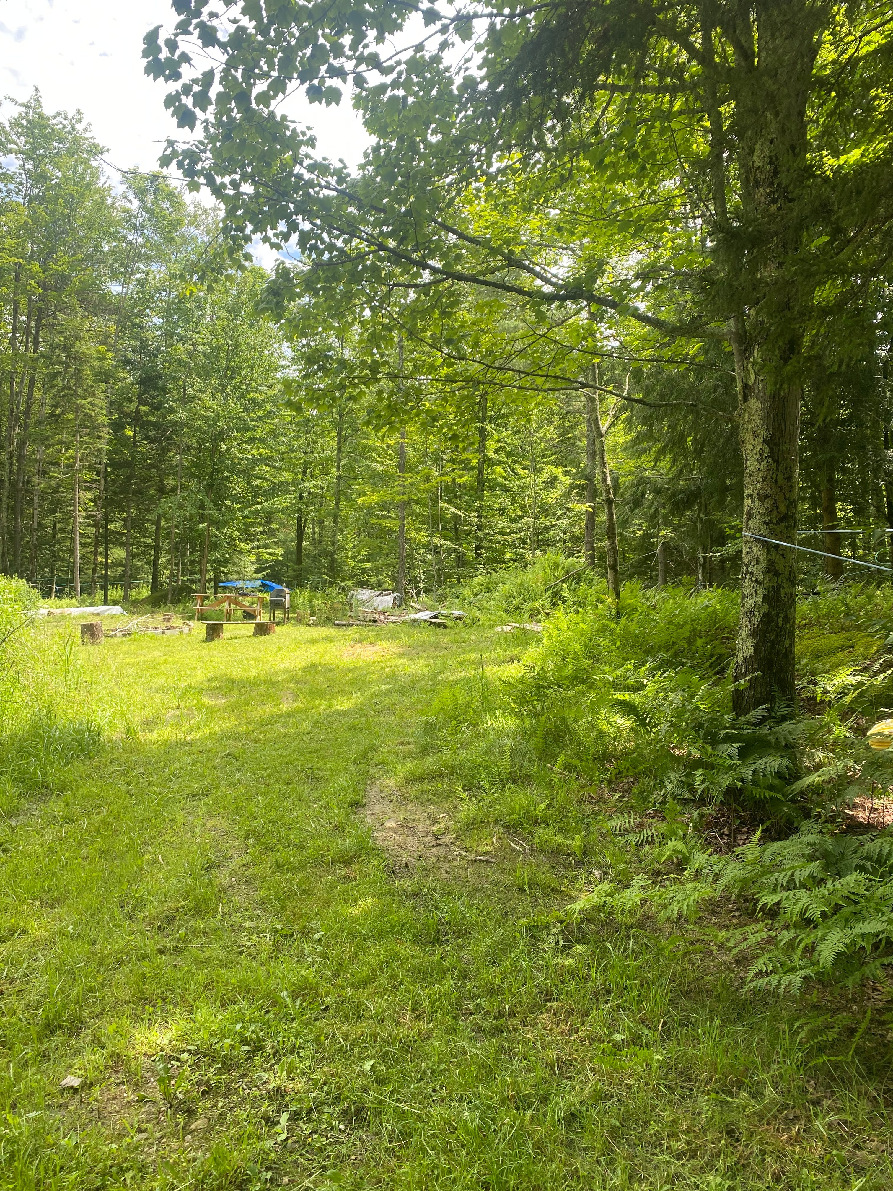 Bear Tree Sugarbush