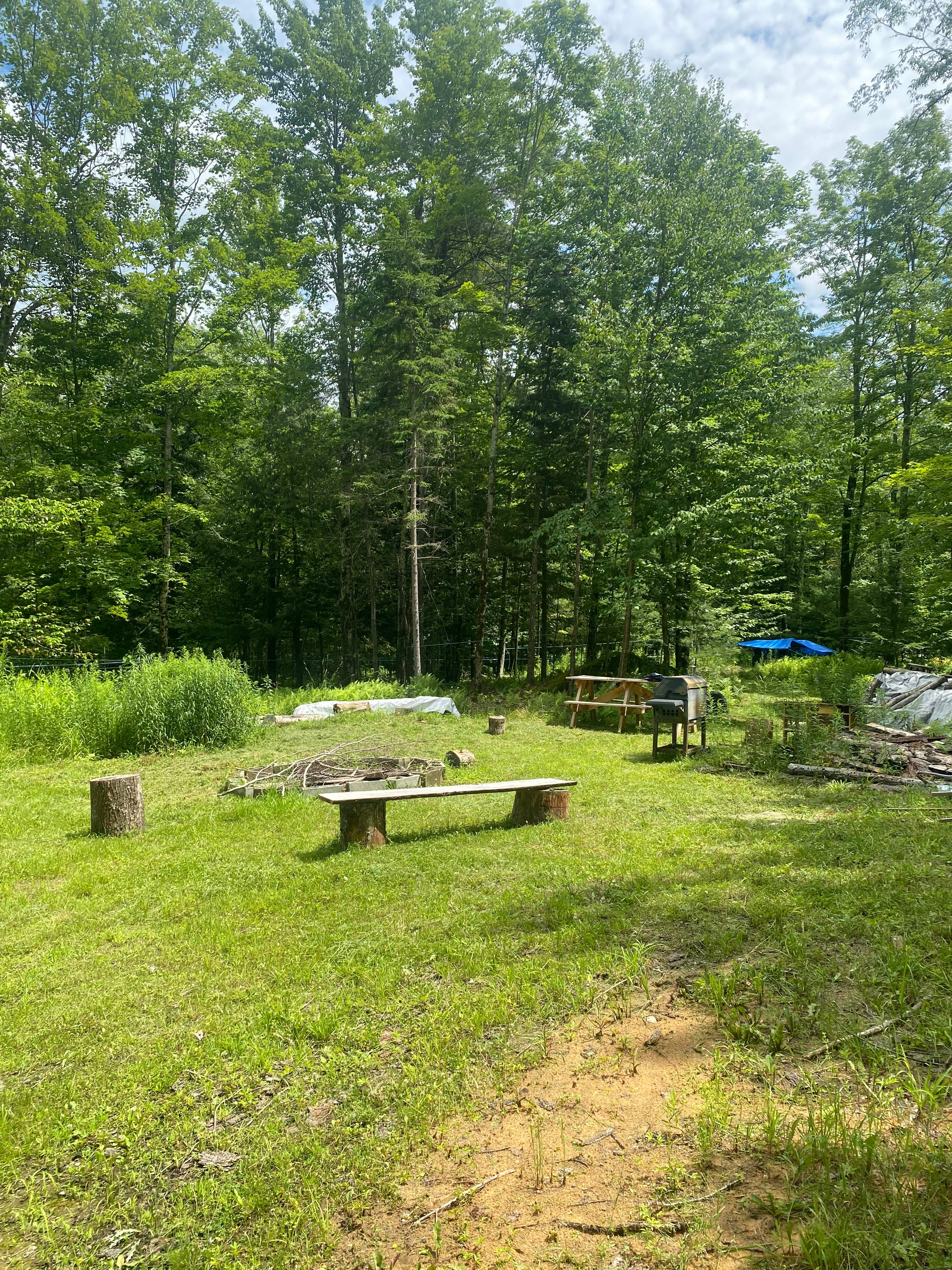Bear Tree Sugarbush