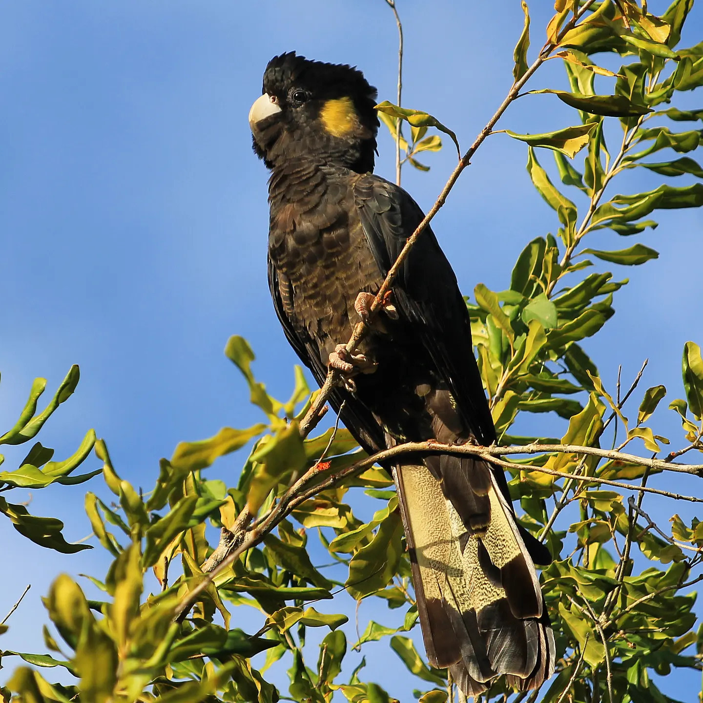 Kenilworth Free Range Farm