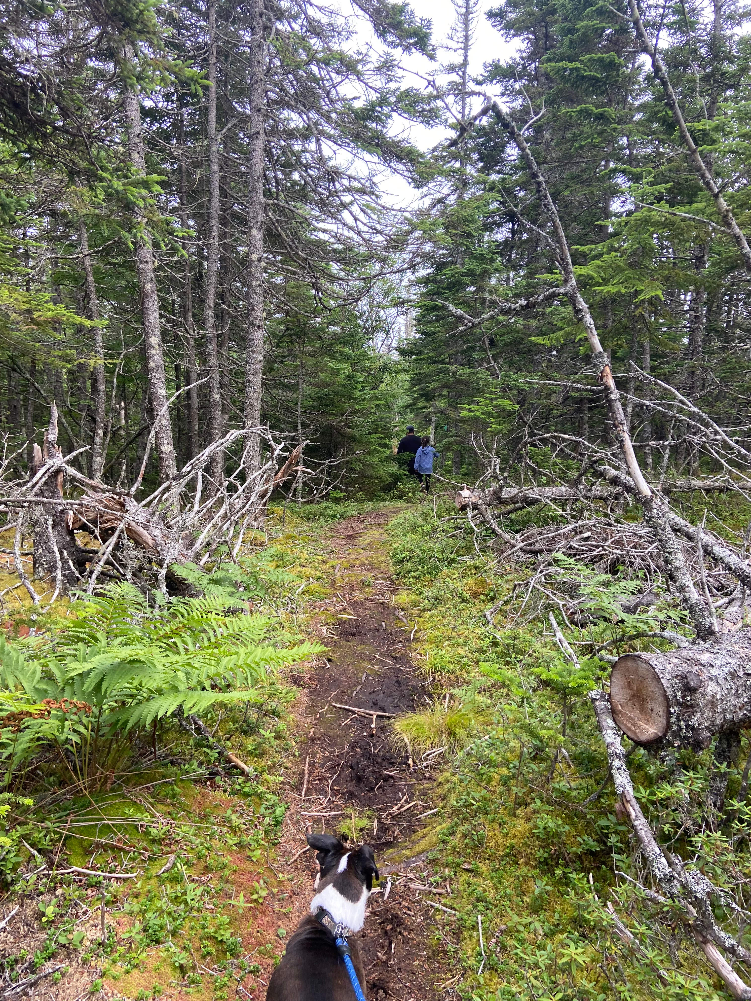 Charming Chance Harbour