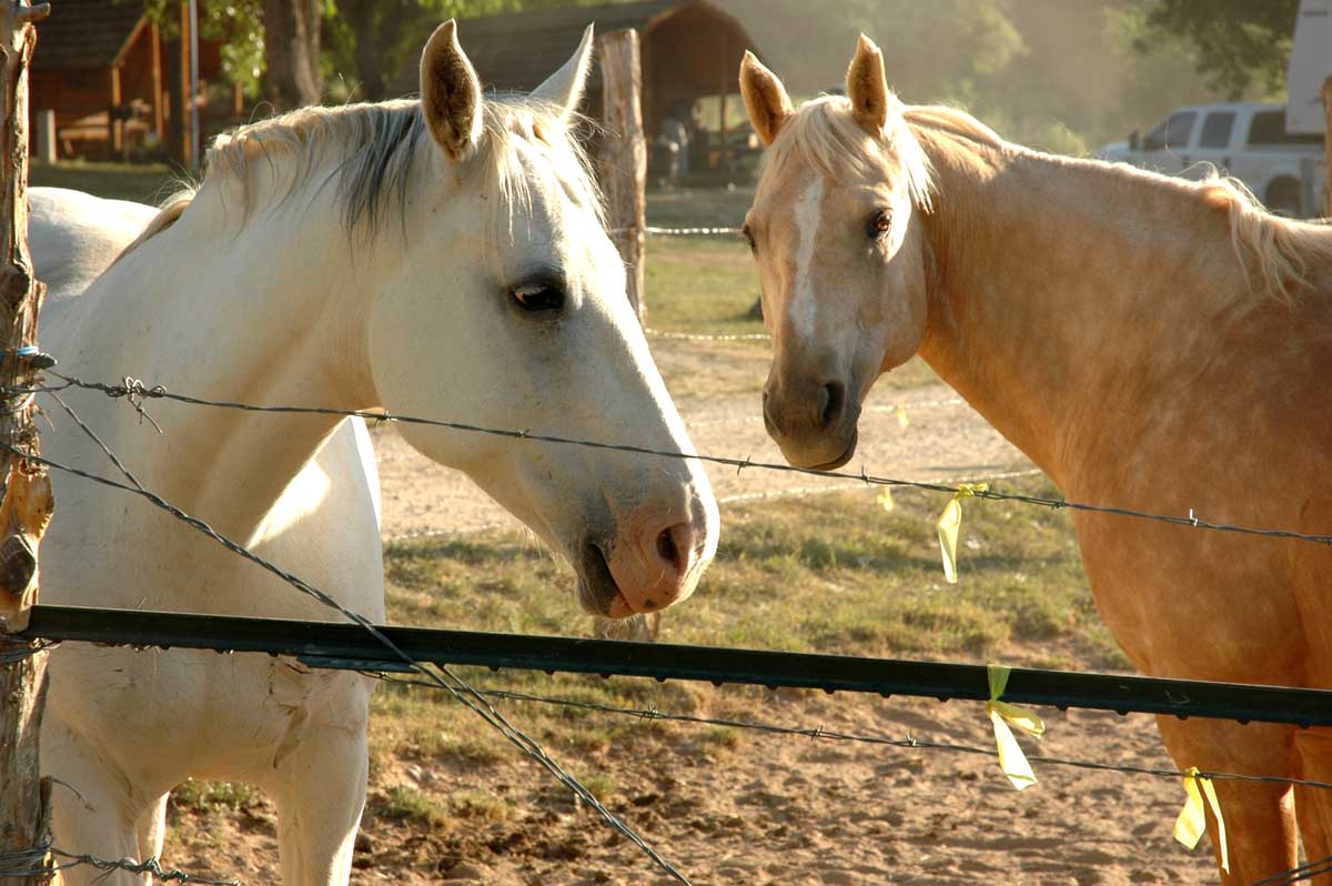 Bryce Zion Campground