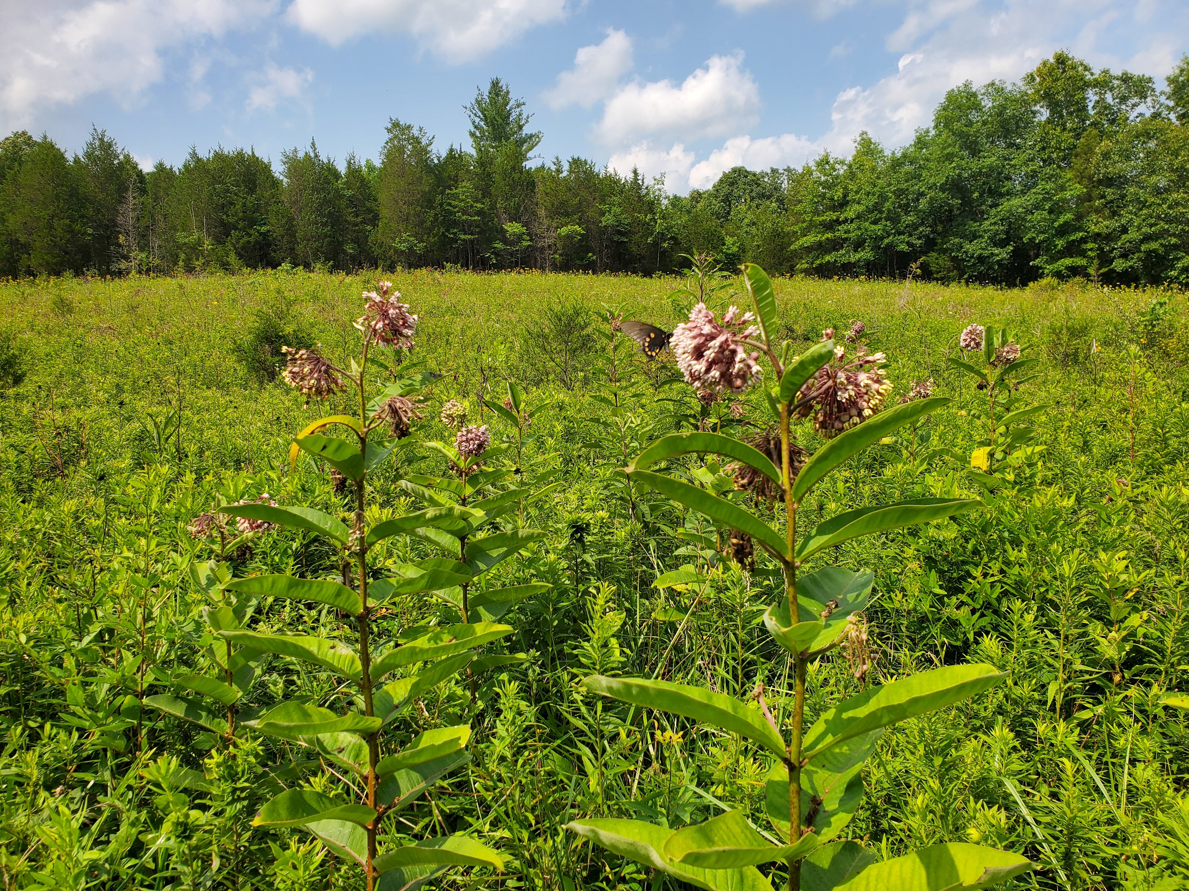Pollinator Habitat