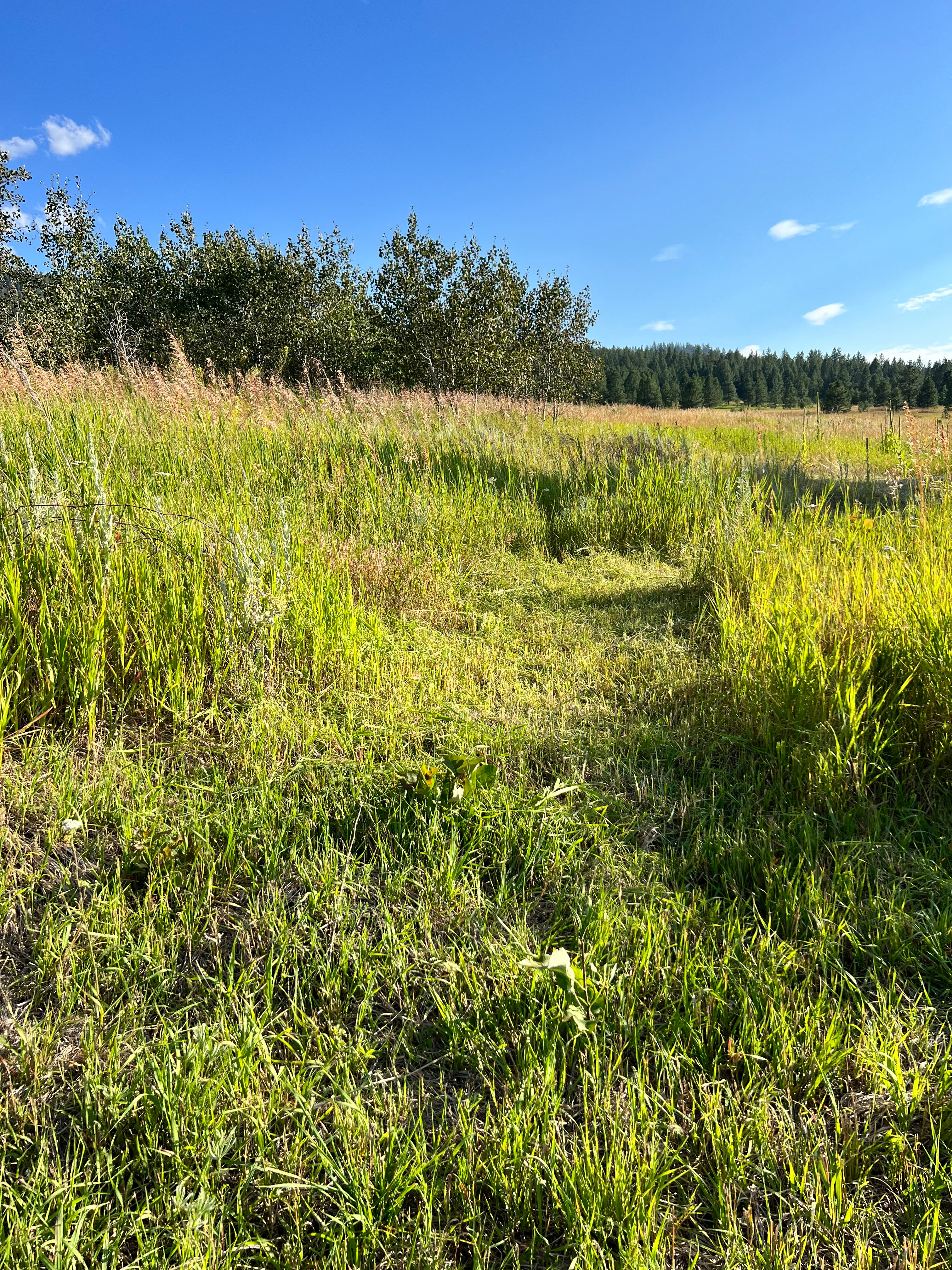 Path to Camp Area 1