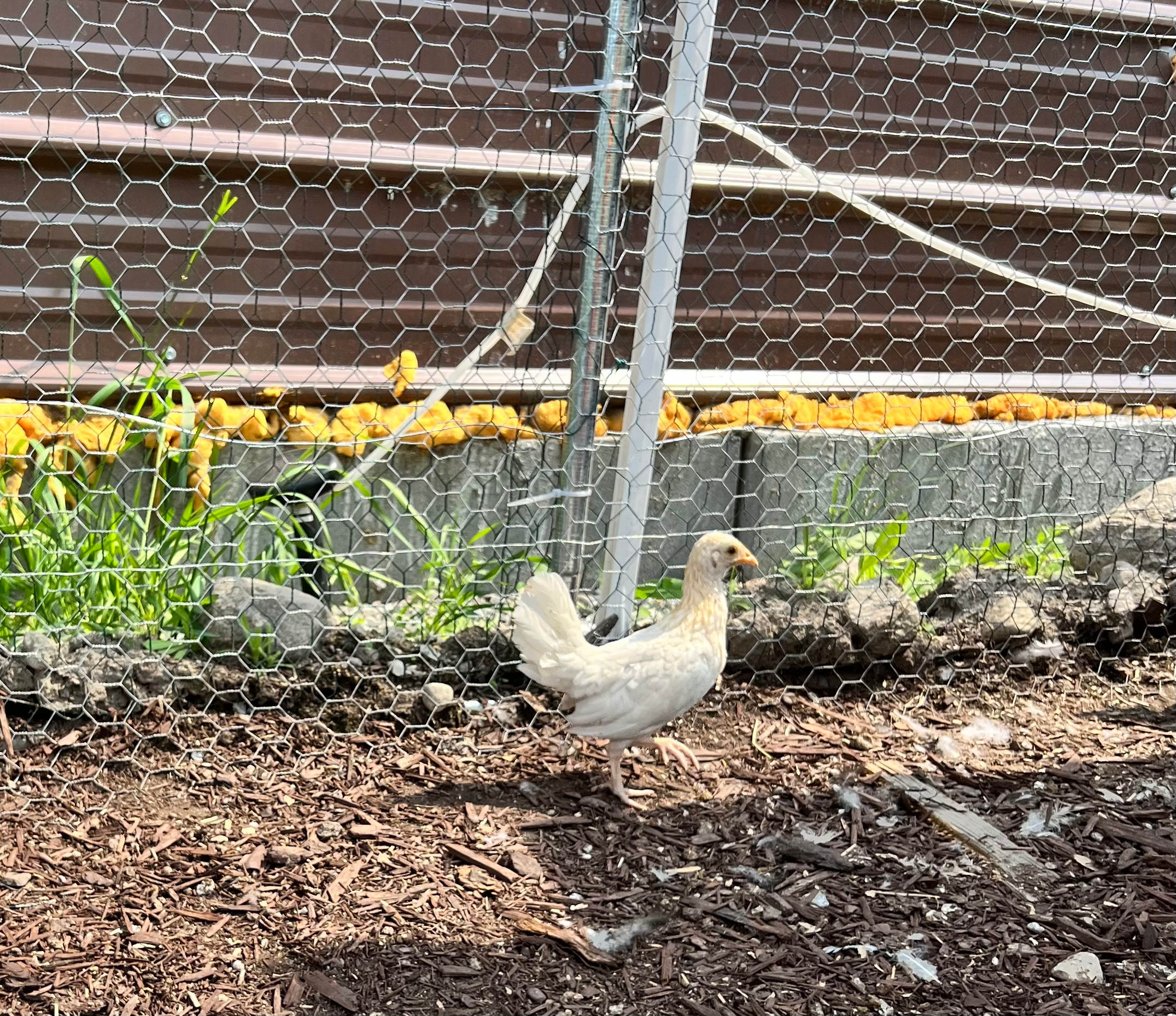 One of our chickens
