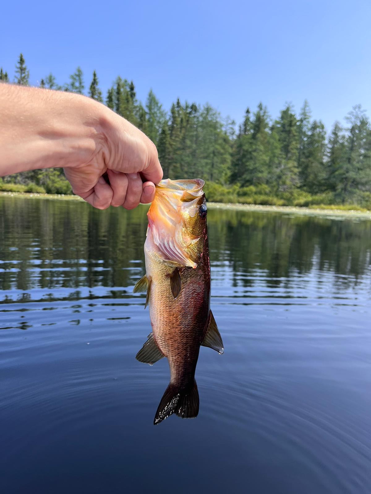 Pinecrest Northwoods