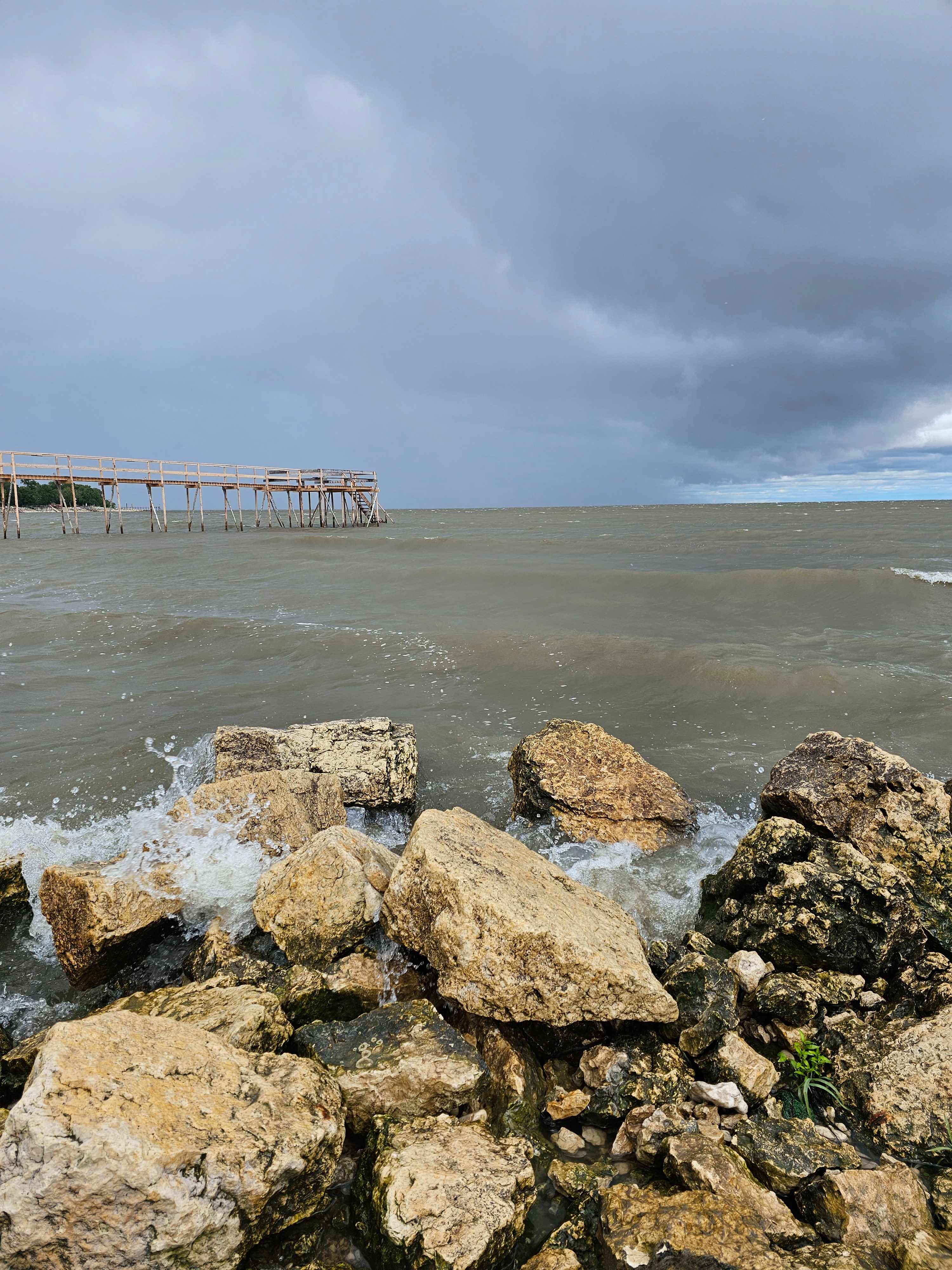 Forested Meadow at Beach Resort